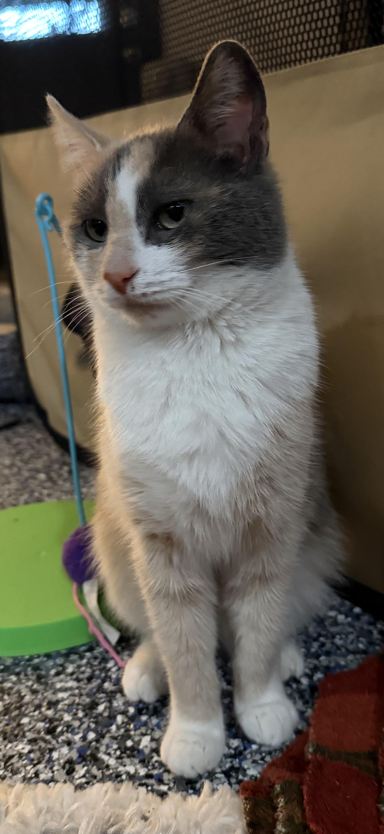 Enlarge Gwen, a ADOPTABLE Calico in CANONSBURG, PA image 2/3