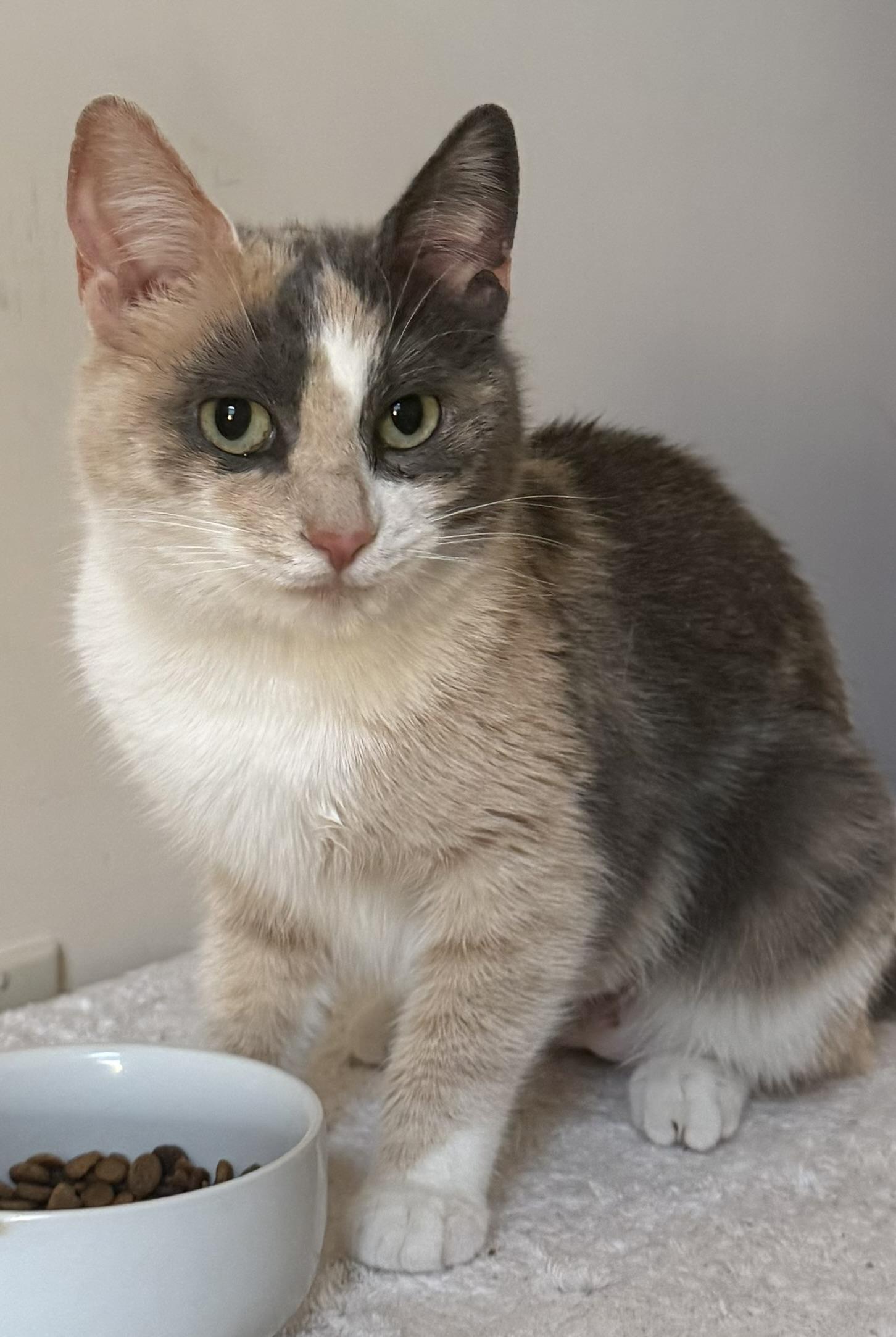 Gwen, ADOPTABLE, Kitten Female Calico.
