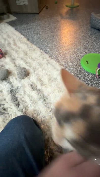 Enlarge Gwen, a ADOPTABLE Calico in CANONSBURG, PA video 3/3