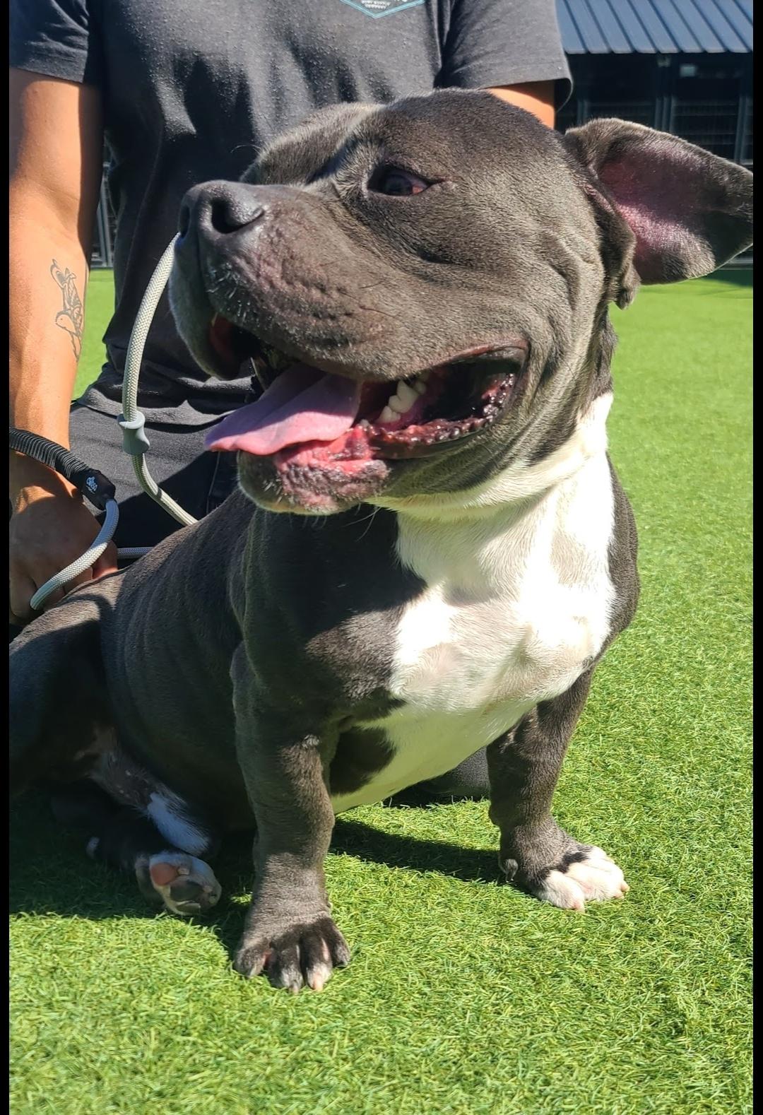 Bosco, Adoptable, Adult Male American Bully.