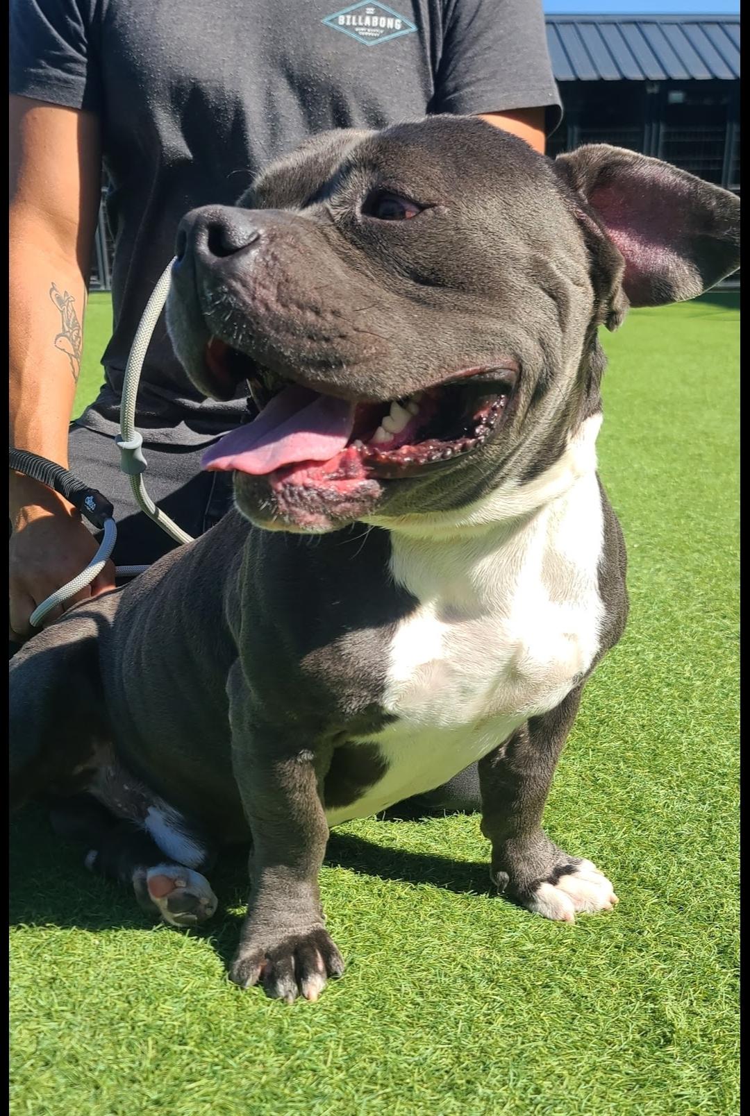 Bosco, a Adoptable American Bully in San Juan Bautista, CA image 2/2