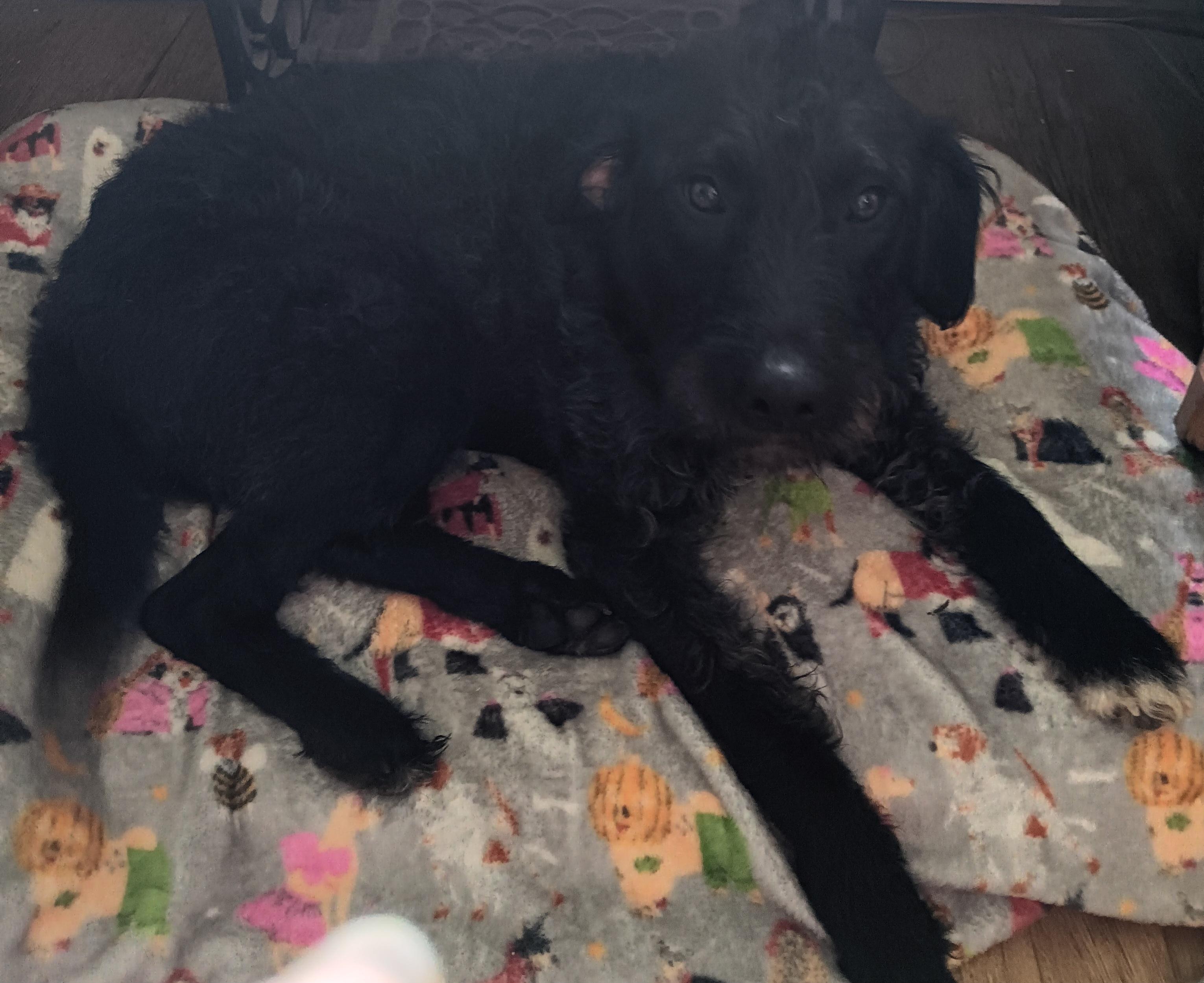 Mandy (Super Sweet Family Dog), an adoptable Labradoodle in Newfoundland, PA, 18445 | Photo Image 3