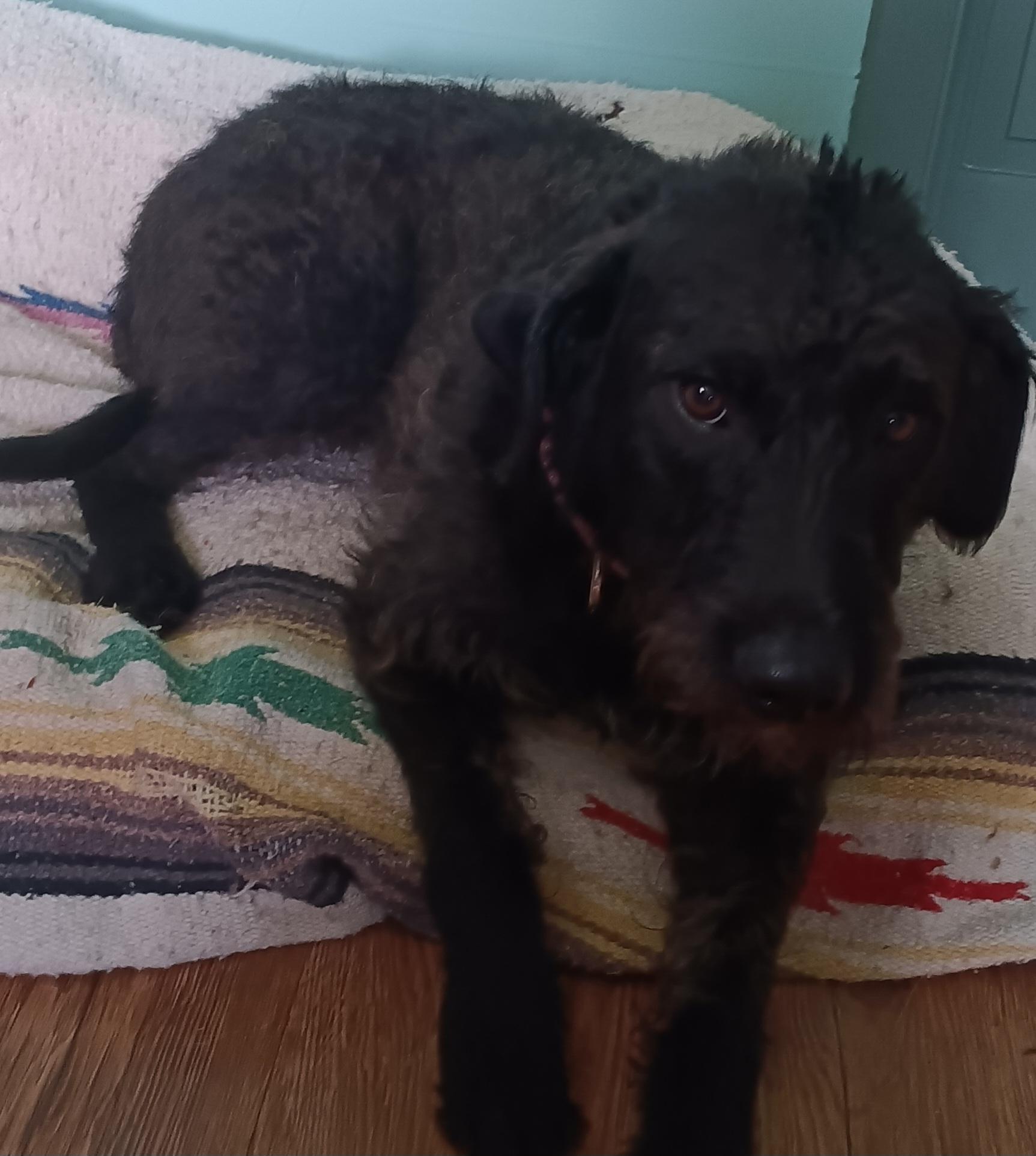 Mandy (Super Sweet Family Dog), an adoptable Labradoodle in Newfoundland, PA, 18445 | Photo Image 4