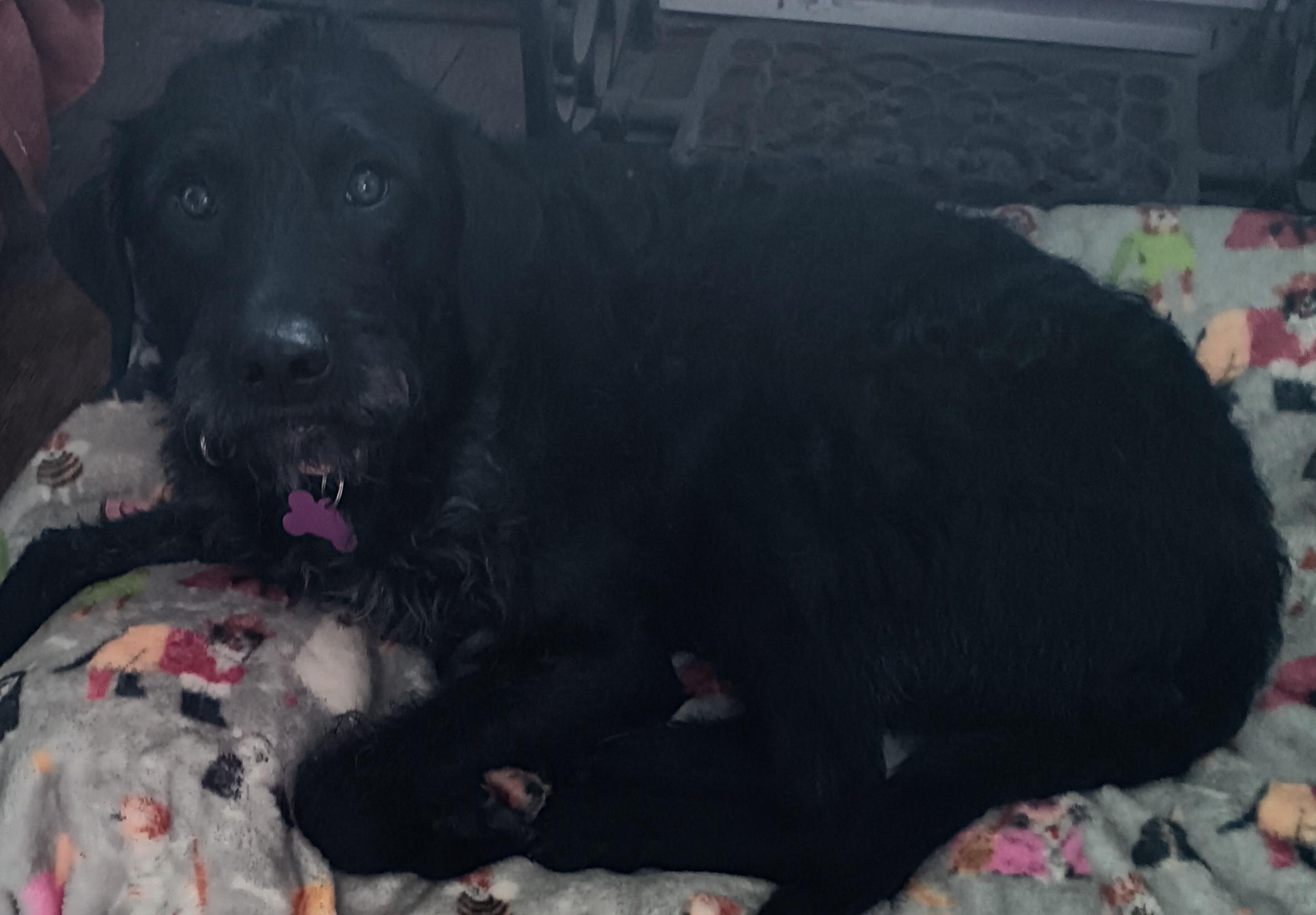 Mandy (Super Sweet Family Dog), an adoptable Labradoodle in Newfoundland, PA, 18445 | Photo Image 5
