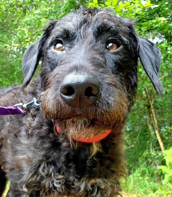 Mandy (Super Sweet Family Dog), an adoptable Labradoodle in Newfoundland, PA, 18445 | Photo Image 1