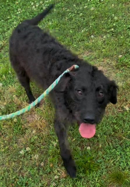 Mandy (Super Sweet Family Dog), an adoptable Labradoodle in Newfoundland, PA, 18445 | Photo Image 2