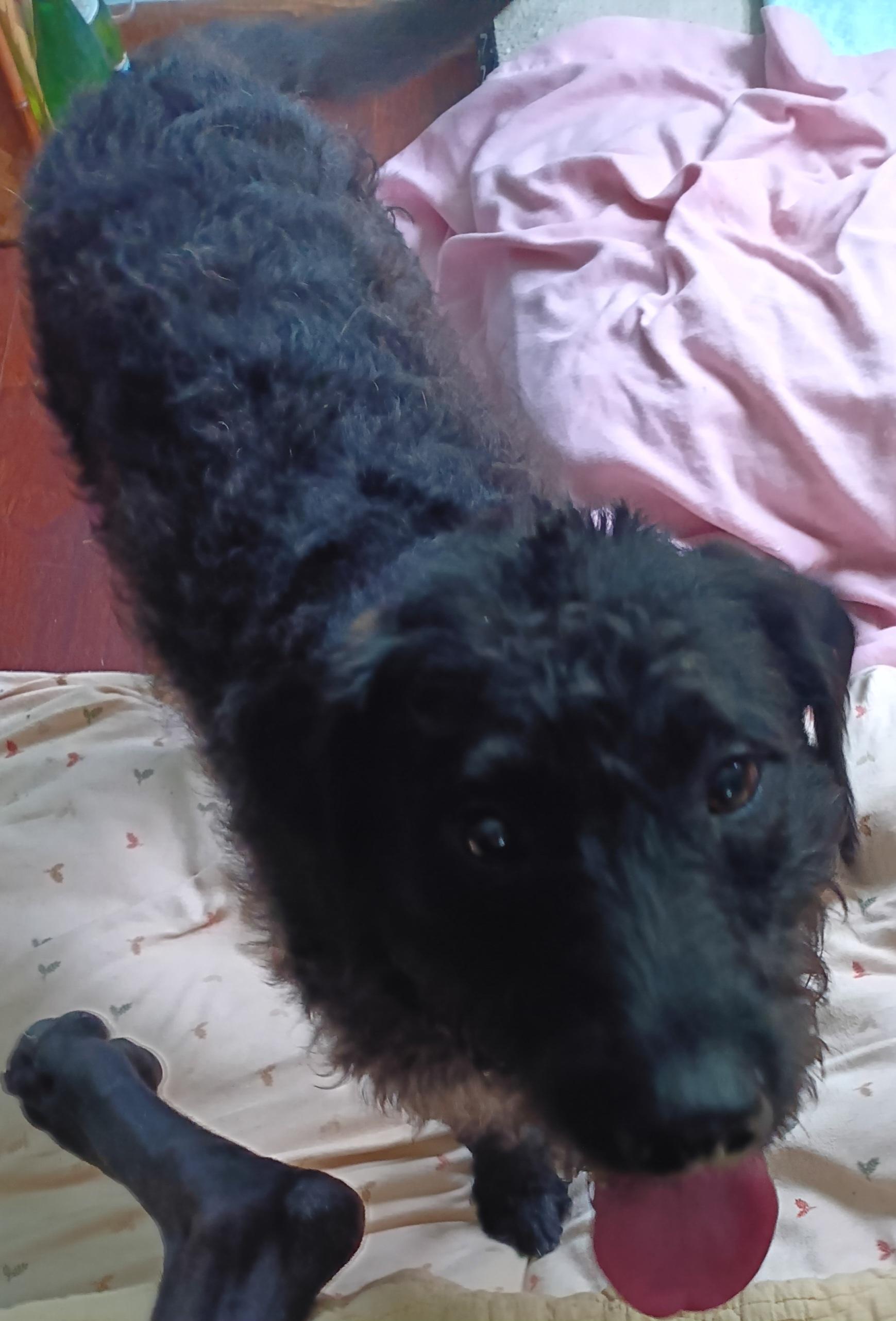 Mandy (Super Sweet Family Dog), an adoptable Labradoodle in Newfoundland, PA, 18445 | Photo Image 6