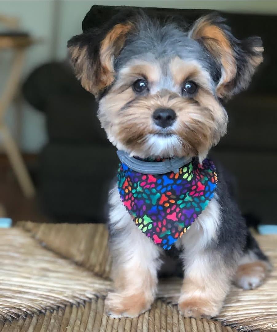 Enlarge Rocky, a Adoptable Morkie in Williston, VT image 1/1