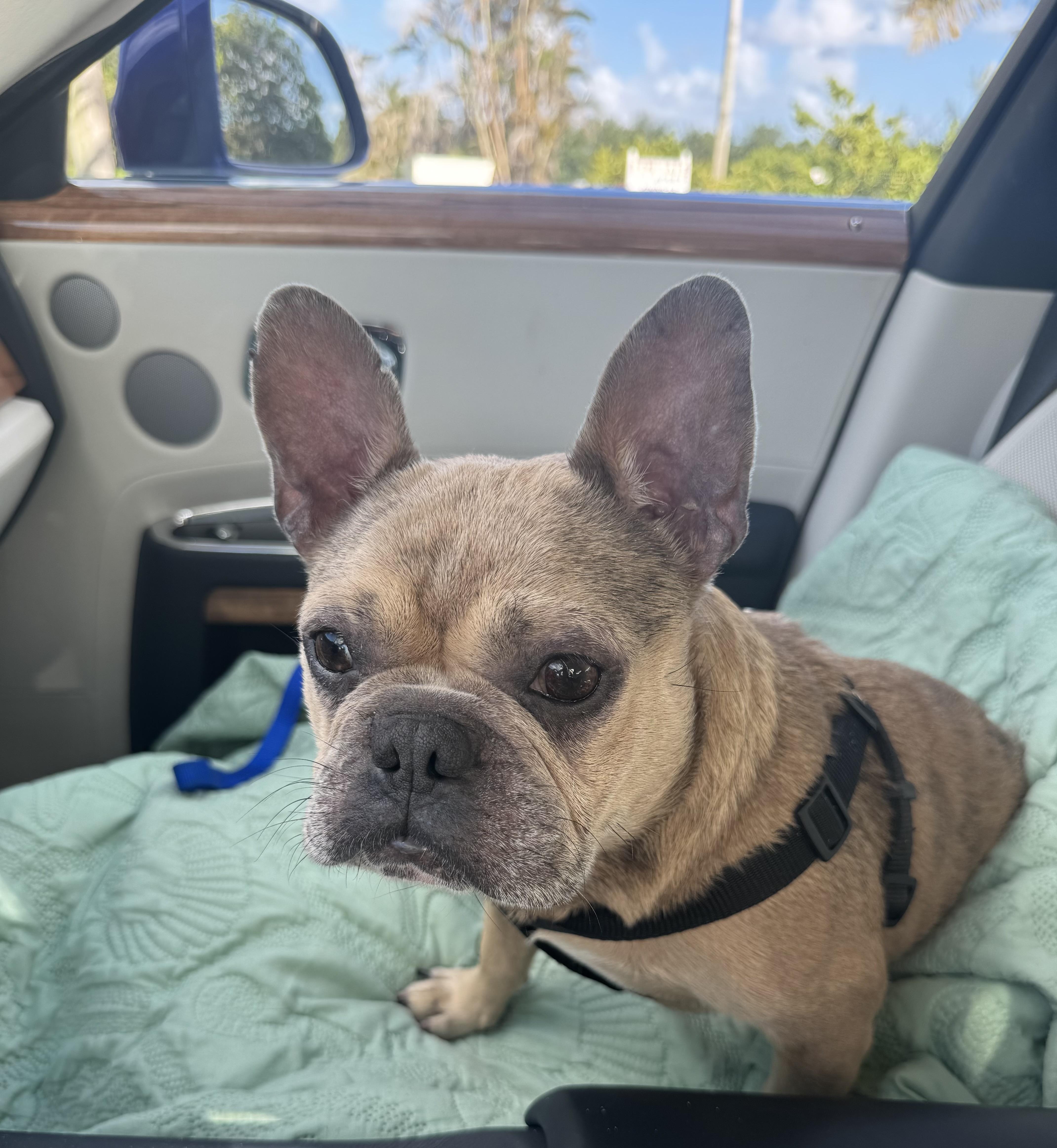 Enlarge Cricket, a Adoptable French Bulldog in Lake Worth, FL image 1/5