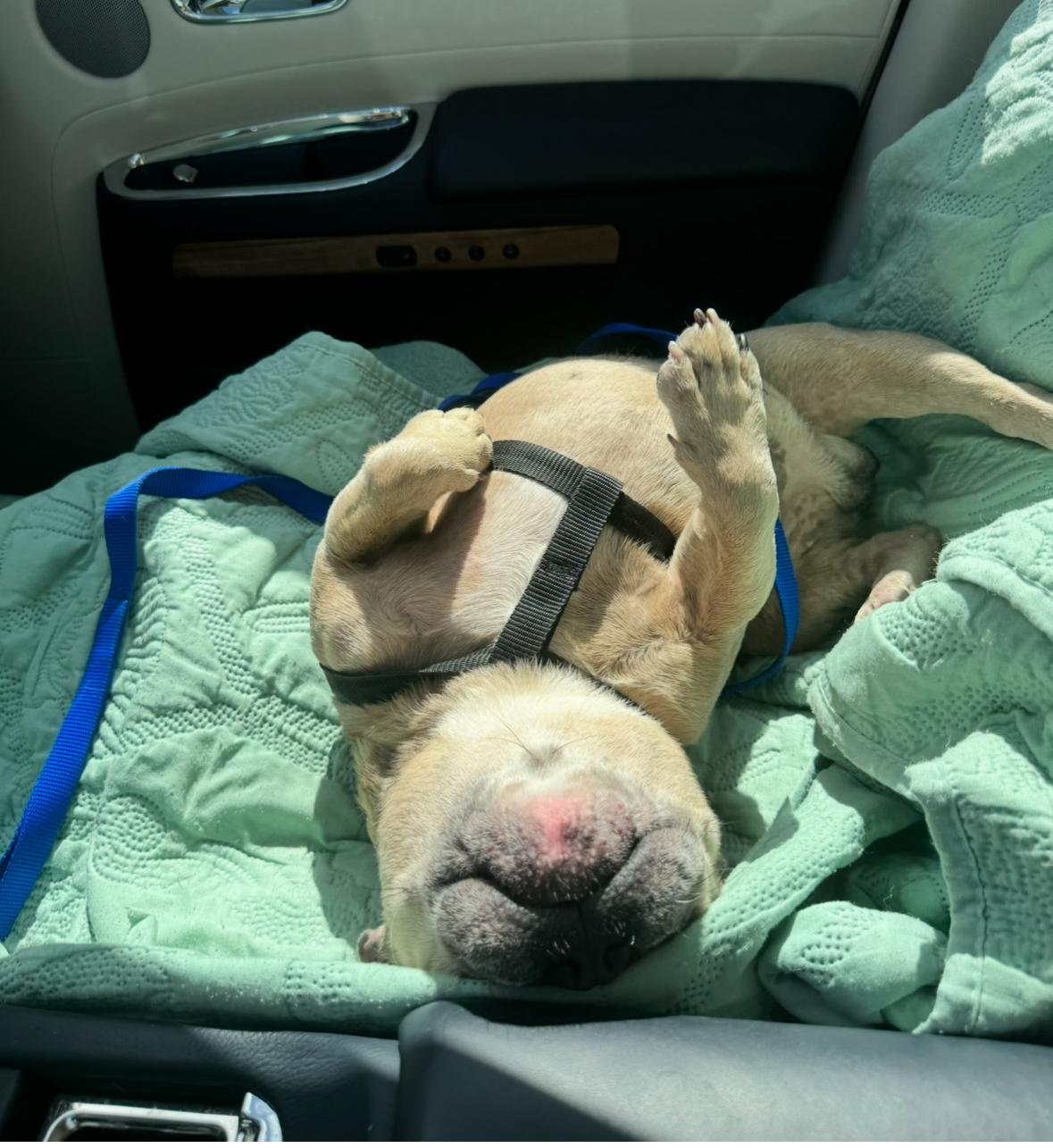 Enlarge Cricket, a Adoptable French Bulldog in Lake Worth, FL image 3/5