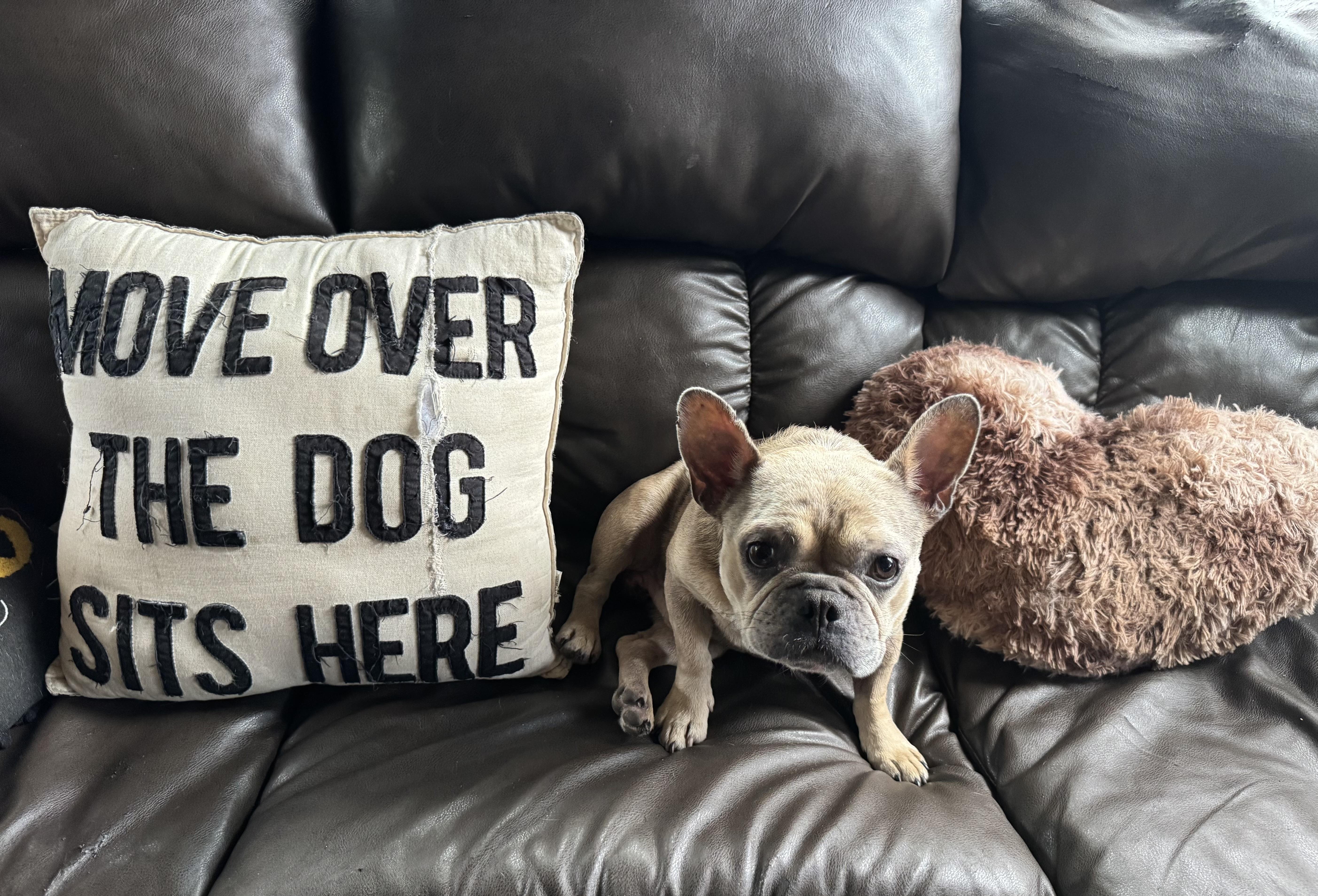 Enlarge Cricket, a Adoptable French Bulldog in Lake Worth, FL image 4/5