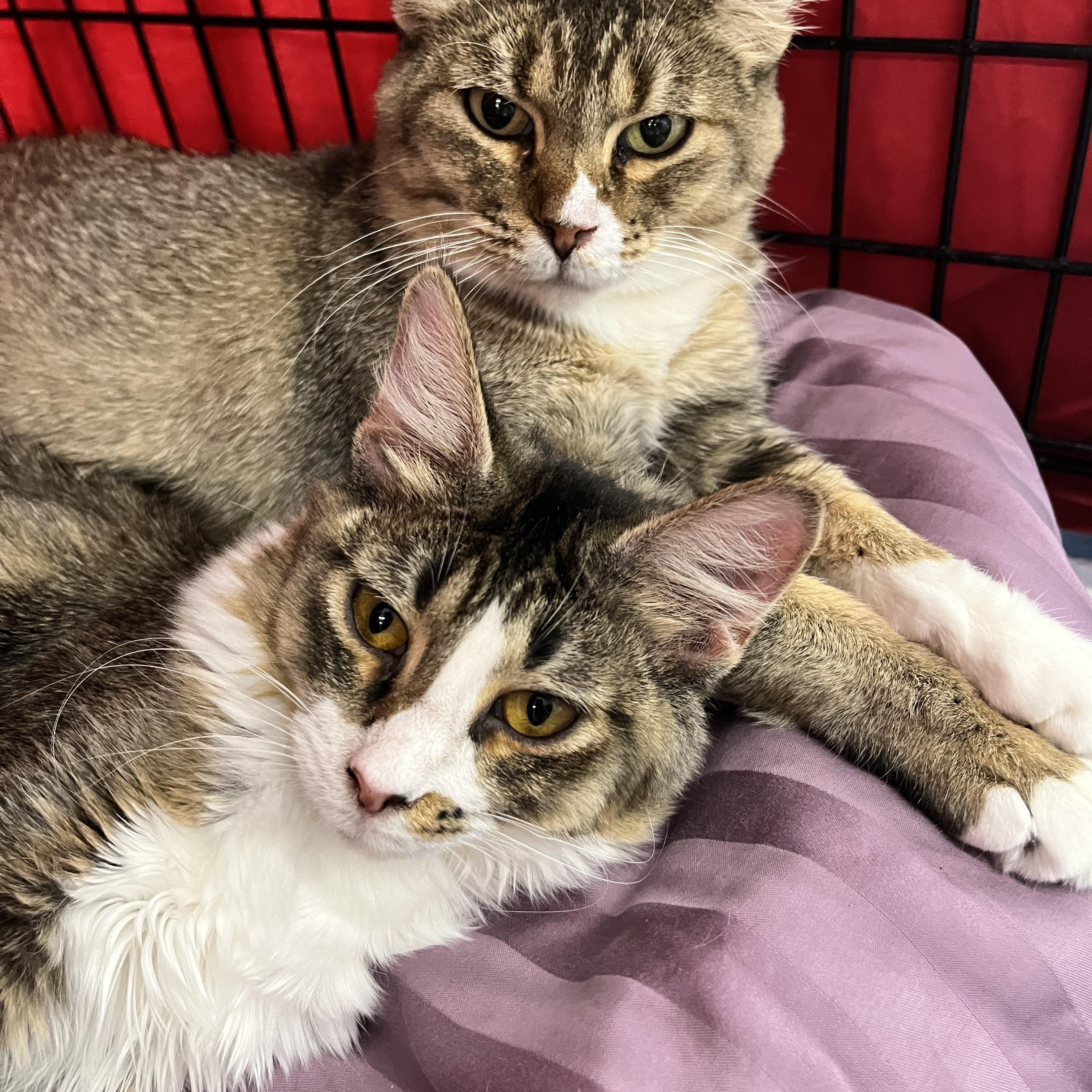 Marilyn, Adoptable, Young Female Domestic Long Hair.