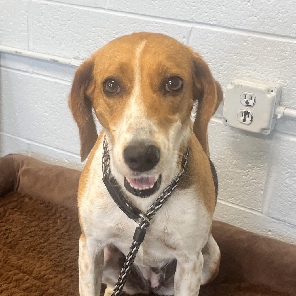 Reece, Adoptable, Senior Female Mixed Breed.