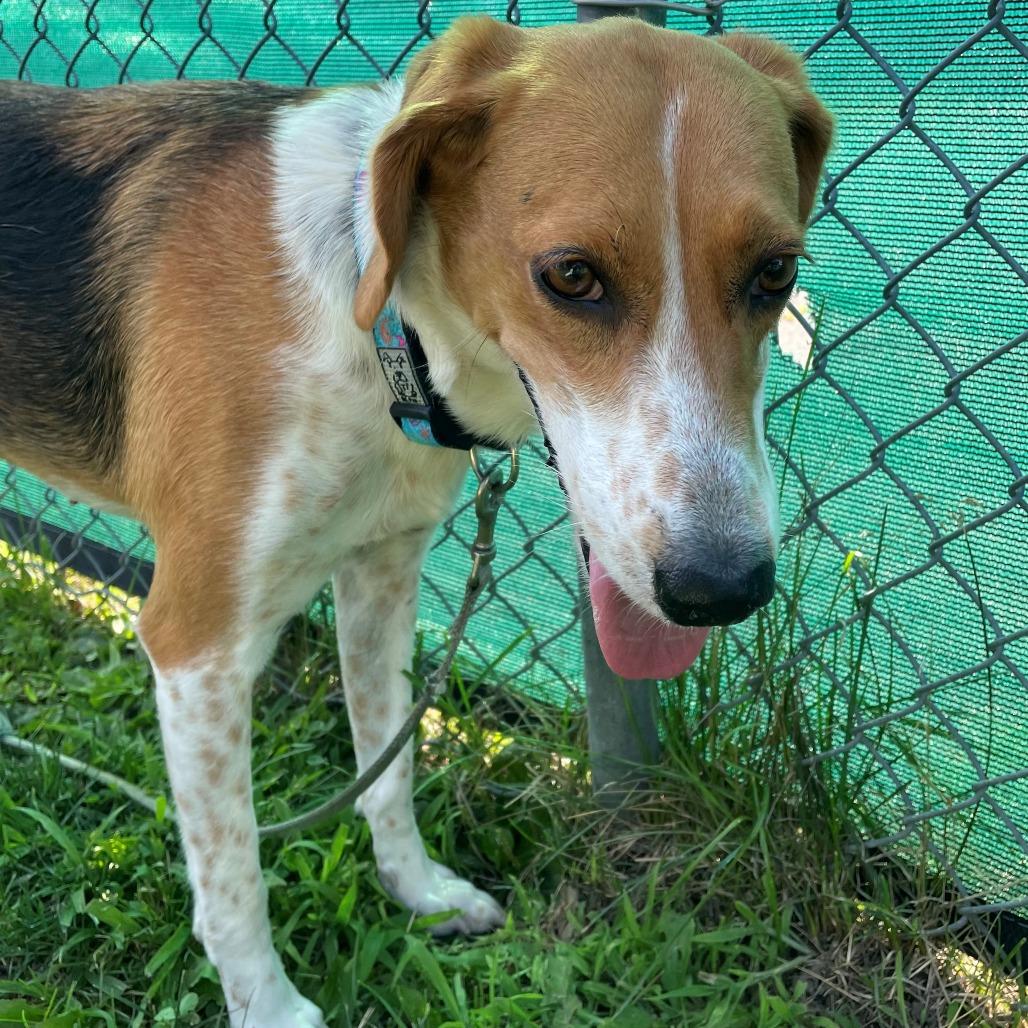 Enlarge Reece, a Adoptable Mixed Breed in East Hanover, NJ image 2/2