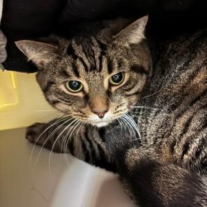 Enlarge Smokey (IN TRIAL ADOPTION), a Adopted Domestic Short Hair in Nantucket, MA image 1/1