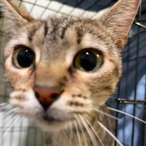 Enlarge Crab Nebula, an adoptable Domestic Short Hair in Winthrop, ME image 2/3