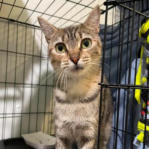 Enlarge Crab Nebula, an adoptable Domestic Short Hair in Winthrop, ME image 1/3