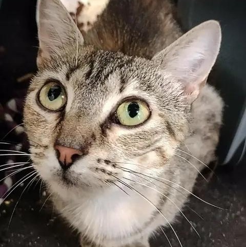 Enlarge Crab Nebula, an adoptable Domestic Short Hair in Winthrop, ME image 3/3