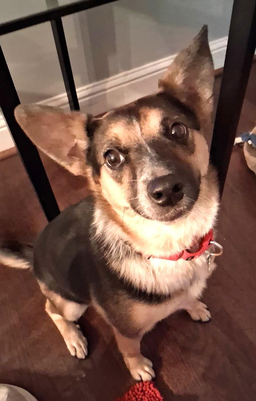 Enlarge Schatzi, a Adoptable mixed breed in Kansas City, MO image 1/3