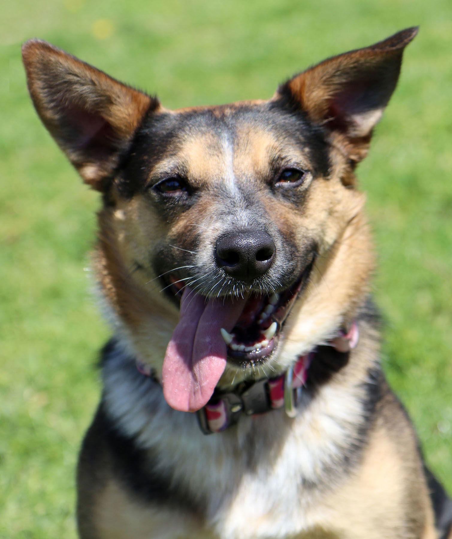 Enlarge Schatzi, a Adoptable mixed breed in Kansas City, MO image 2/3