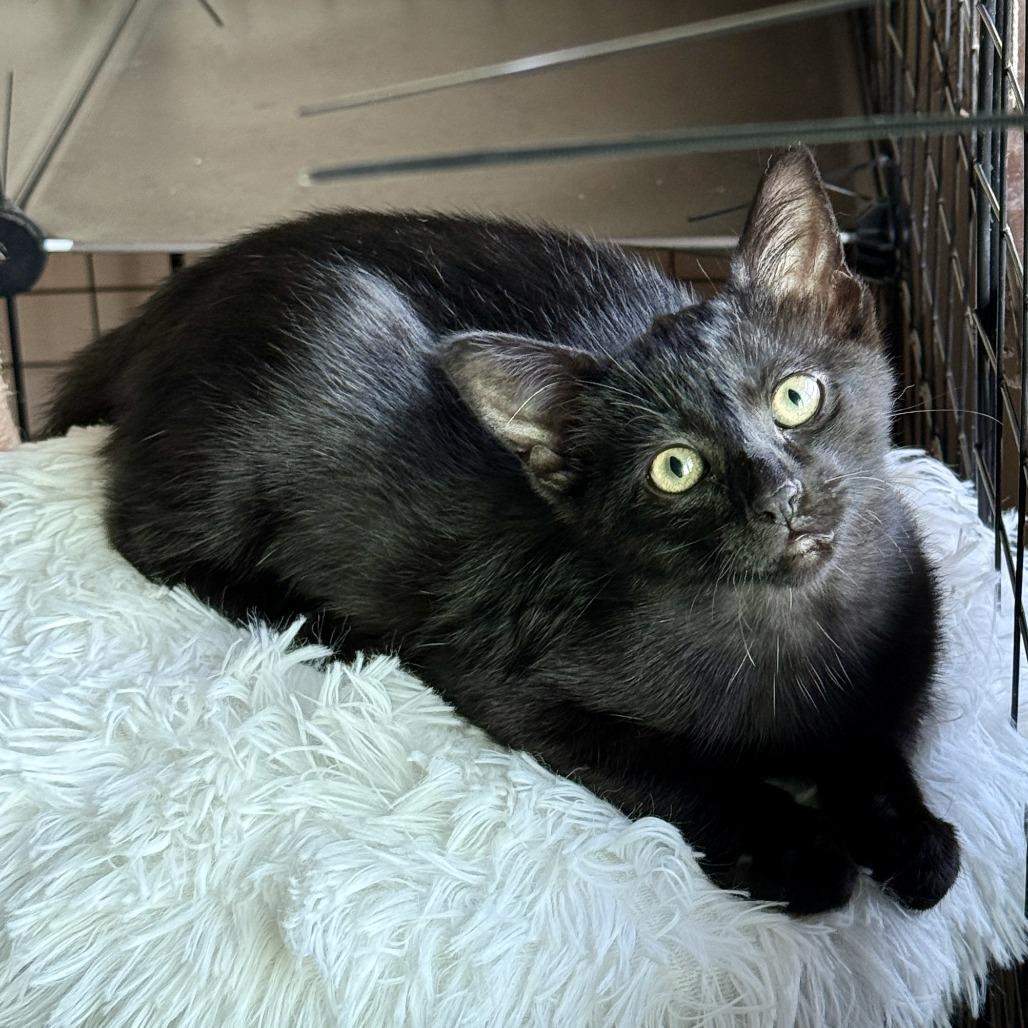 Ladybug — thumbnail 3