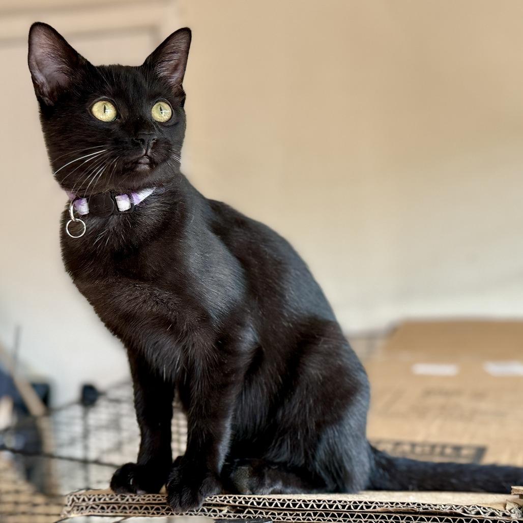 Ladybug — thumbnail 4