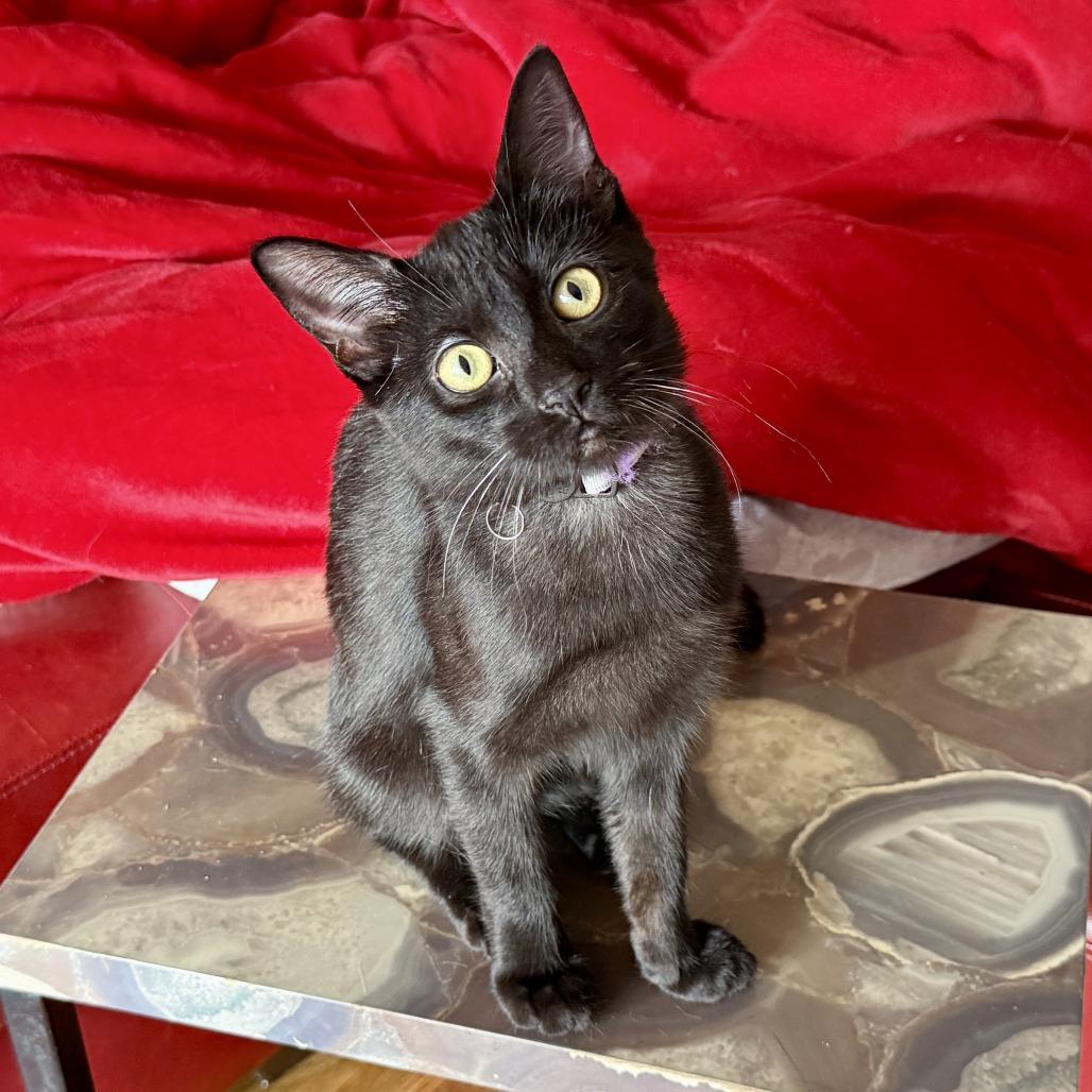 Ladybug — thumbnail 5