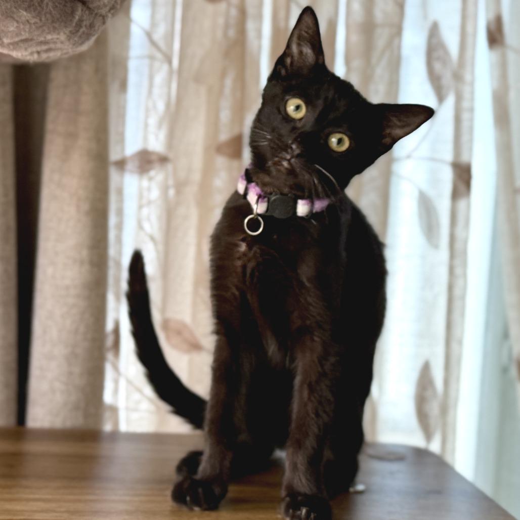 Ladybug — thumbnail 6