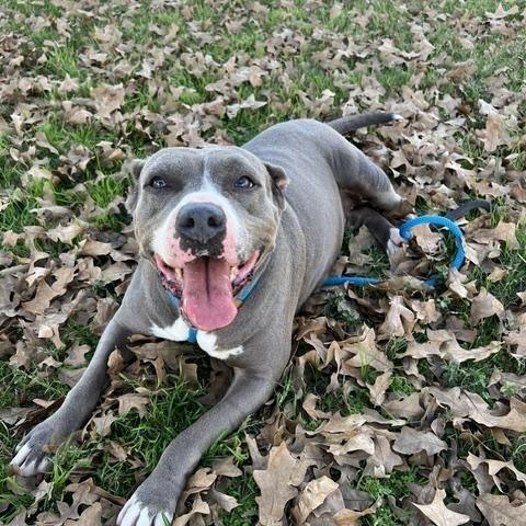 STAR, Adoptable, Adult Female Pit Bull Terrier.