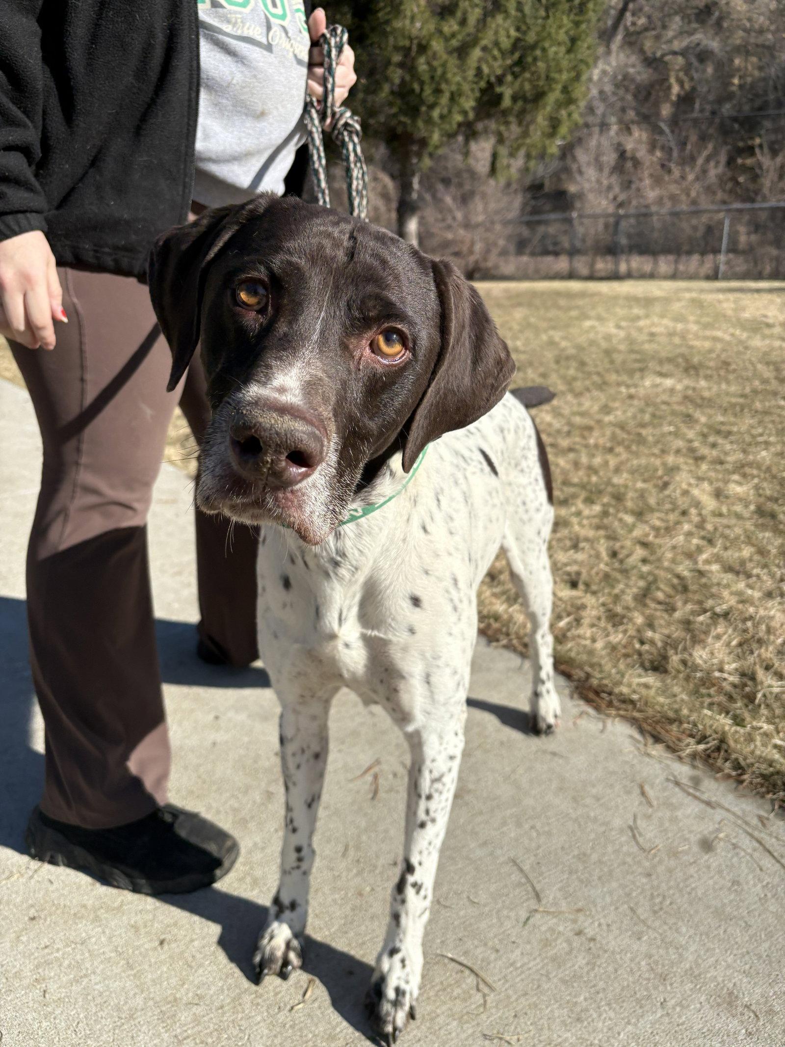 Enlarge Tucker, a Adopted German Shorthaired Pointer in Omaha, NE image 1/3