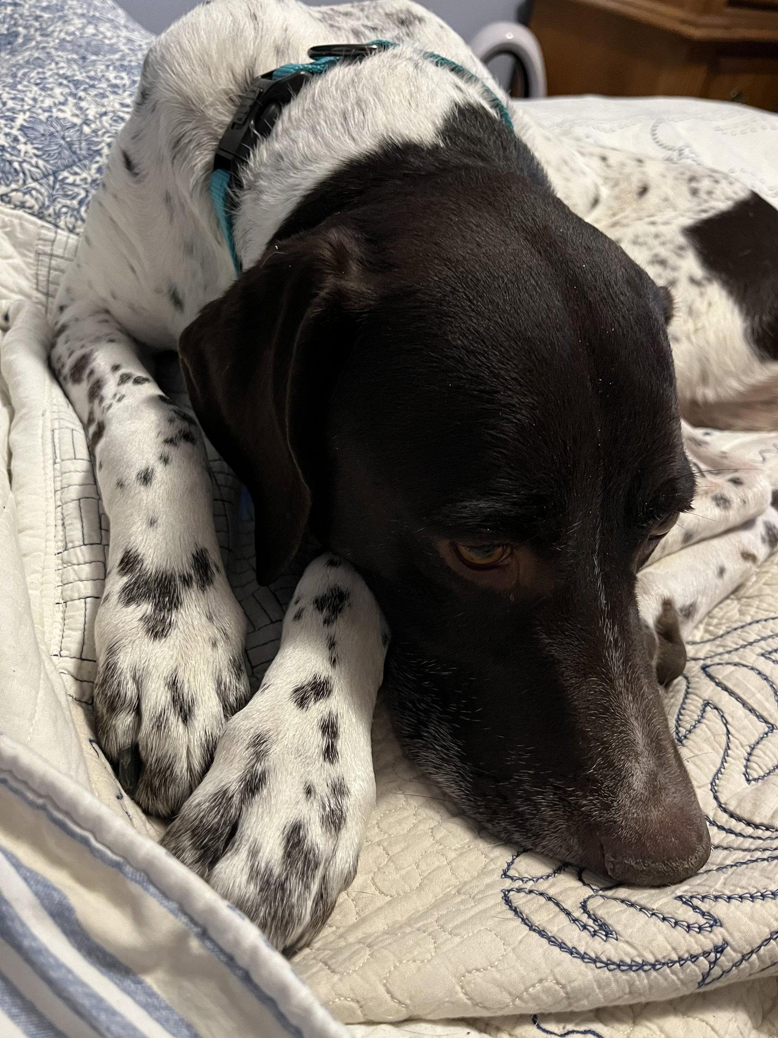 Enlarge Tucker, a Adopted German Shorthaired Pointer in Omaha, NE image 2/3