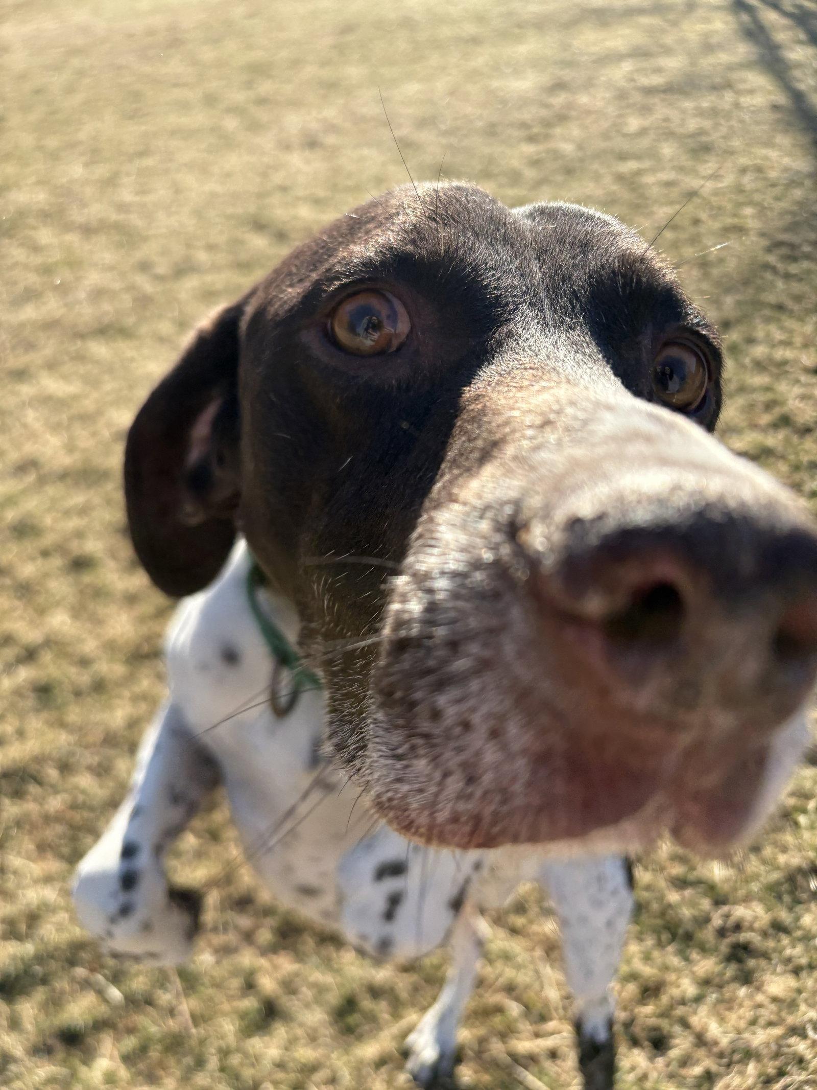 Enlarge Tucker, a Adopted German Shorthaired Pointer in Omaha, NE image 3/3