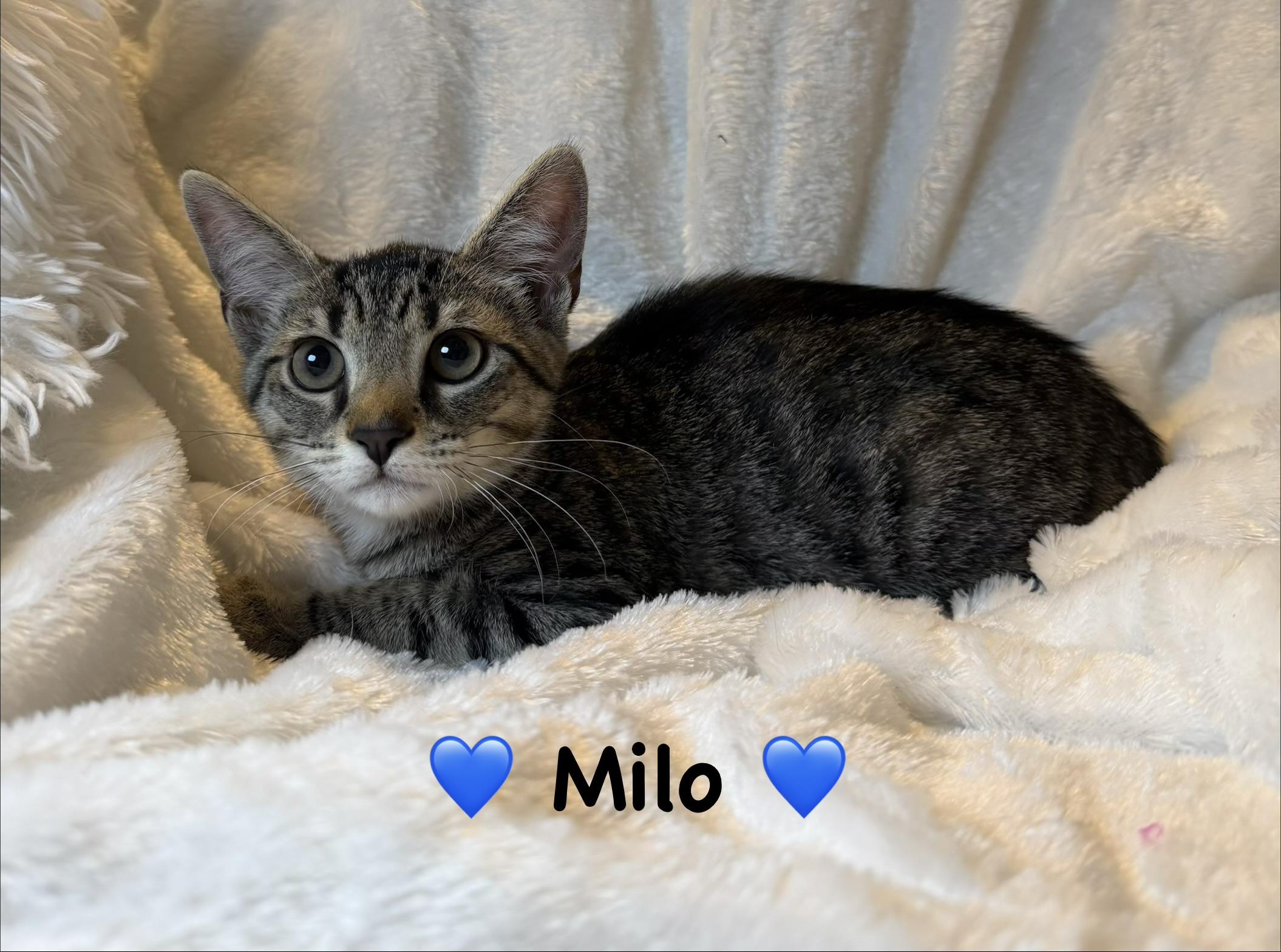 Milo, ADOPTABLE, Kitten Male Tabby.