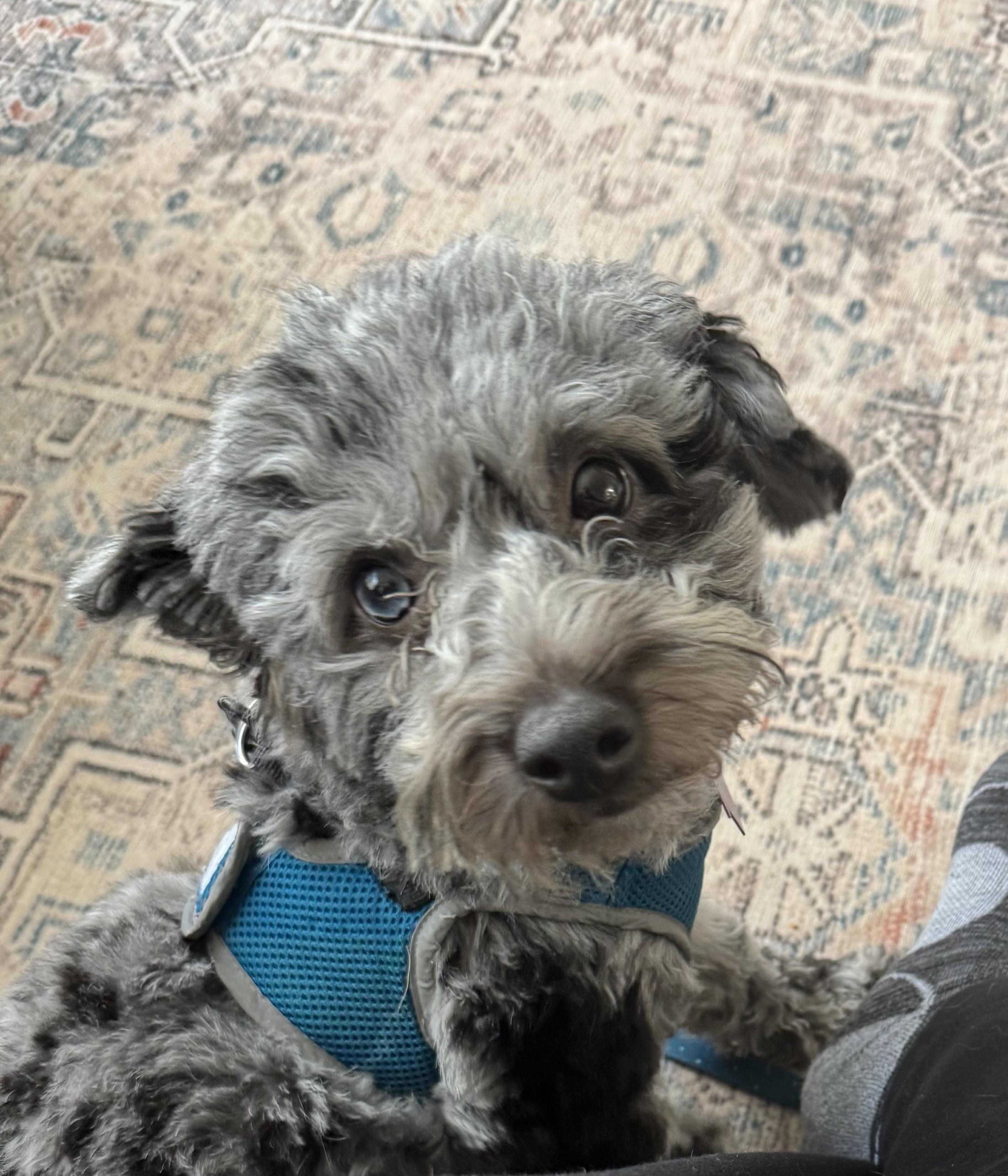 Enlarge Pumbaa, an adoption pending mixed breed in Ellicott City, MD image 1/5