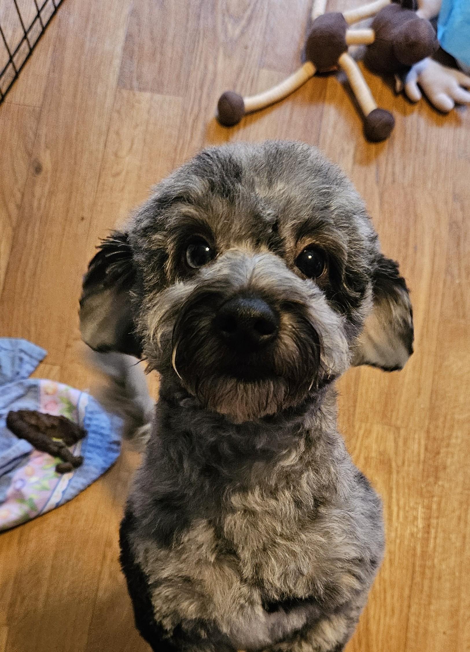 Enlarge Pumbaa, an adoption pending mixed breed in Ellicott City, MD image 2/5