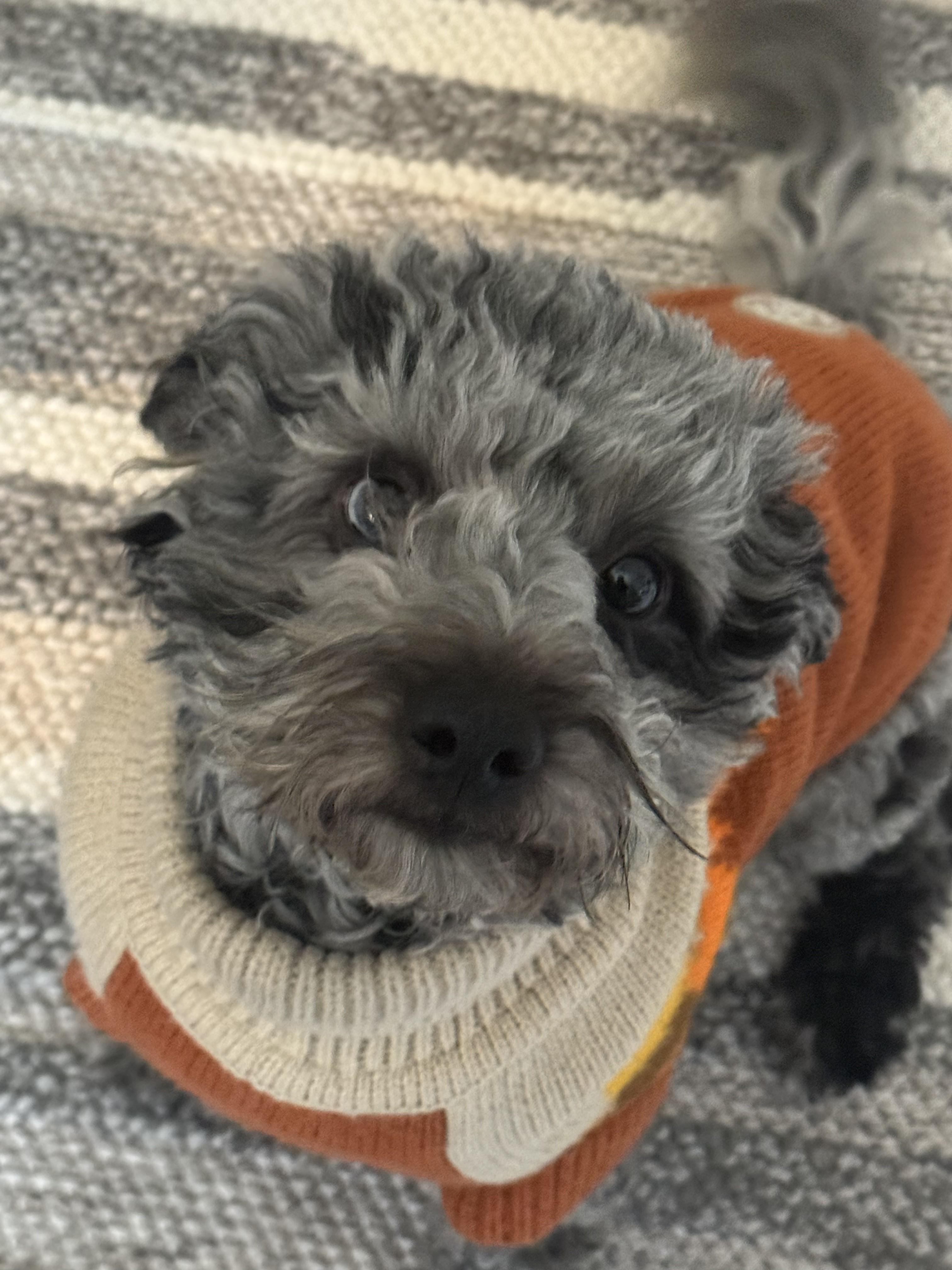 Enlarge Pumbaa, an adoption pending mixed breed in Ellicott City, MD image 3/5