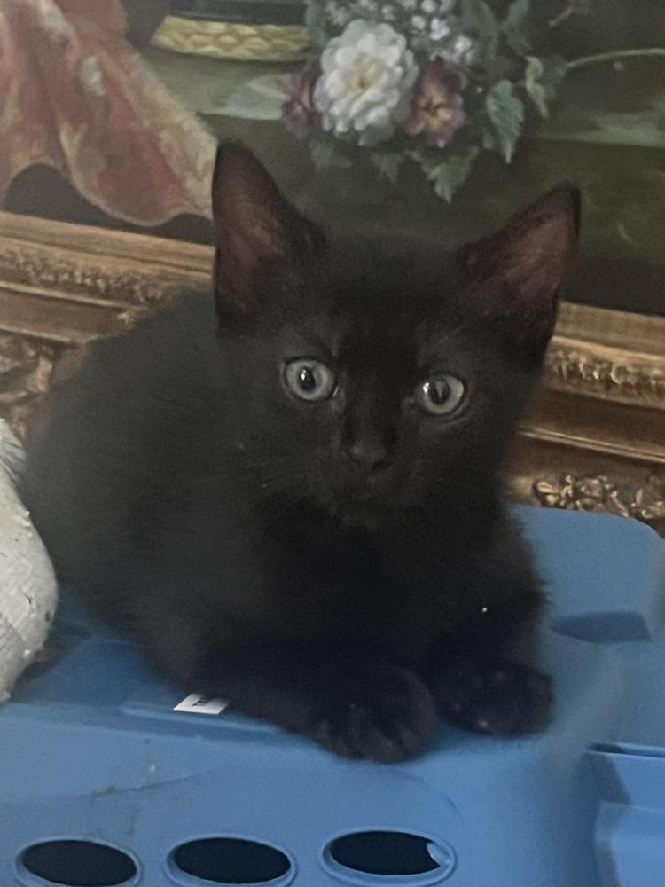 Paso, Adopted, Kitten Female American Shorthair.