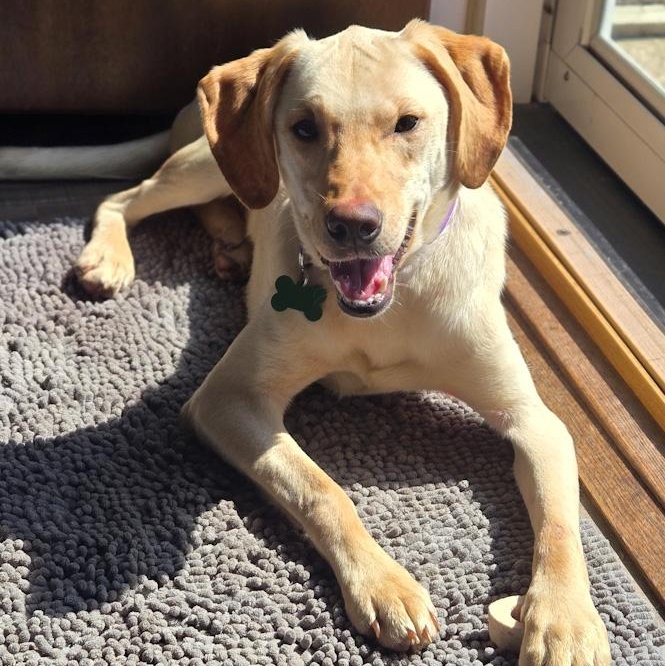 Enlarge Vanilla, an adopted mixed breed in Toledo, OH image 3/3