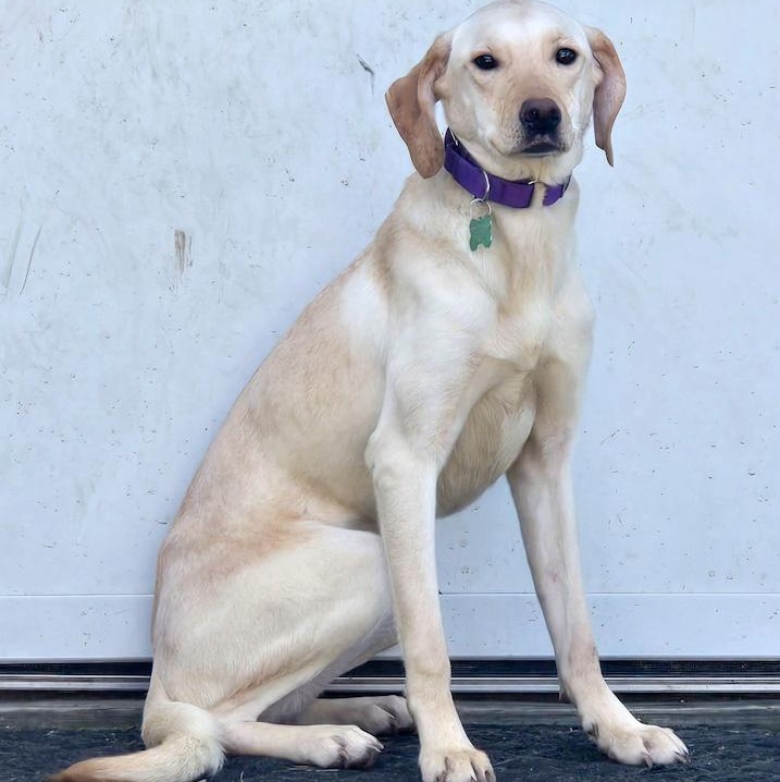 Enlarge Vanilla, an adopted mixed breed in Toledo, OH image 2/3