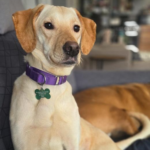 Enlarge Vanilla, an adopted mixed breed in Toledo, OH image 1/3