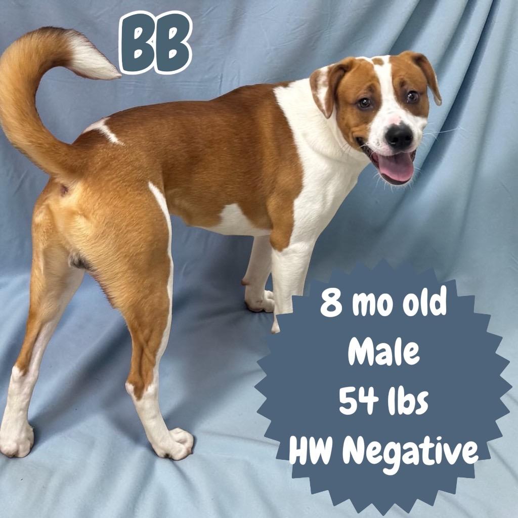 BB, a Adoptable mixed breed in Sorrento, LA image 2/2