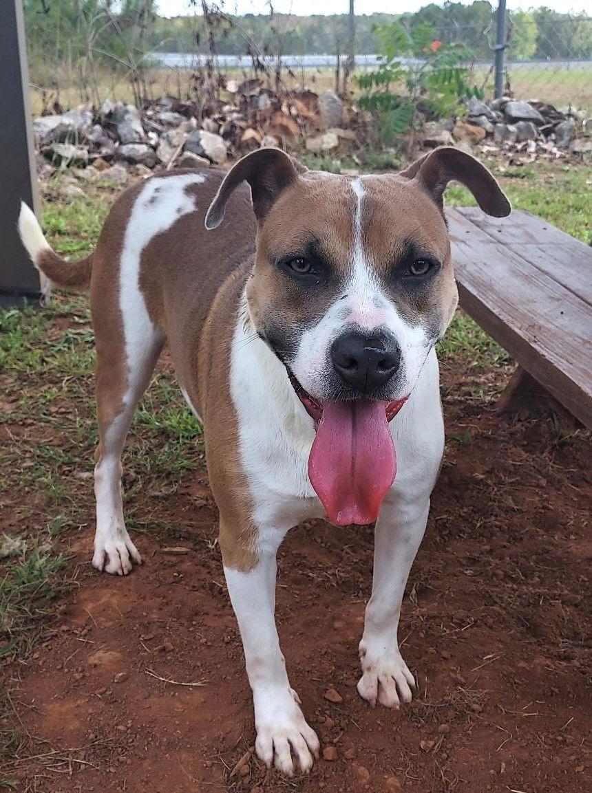 Champion, Adoptable, Young Male Pit Bull Terrier.