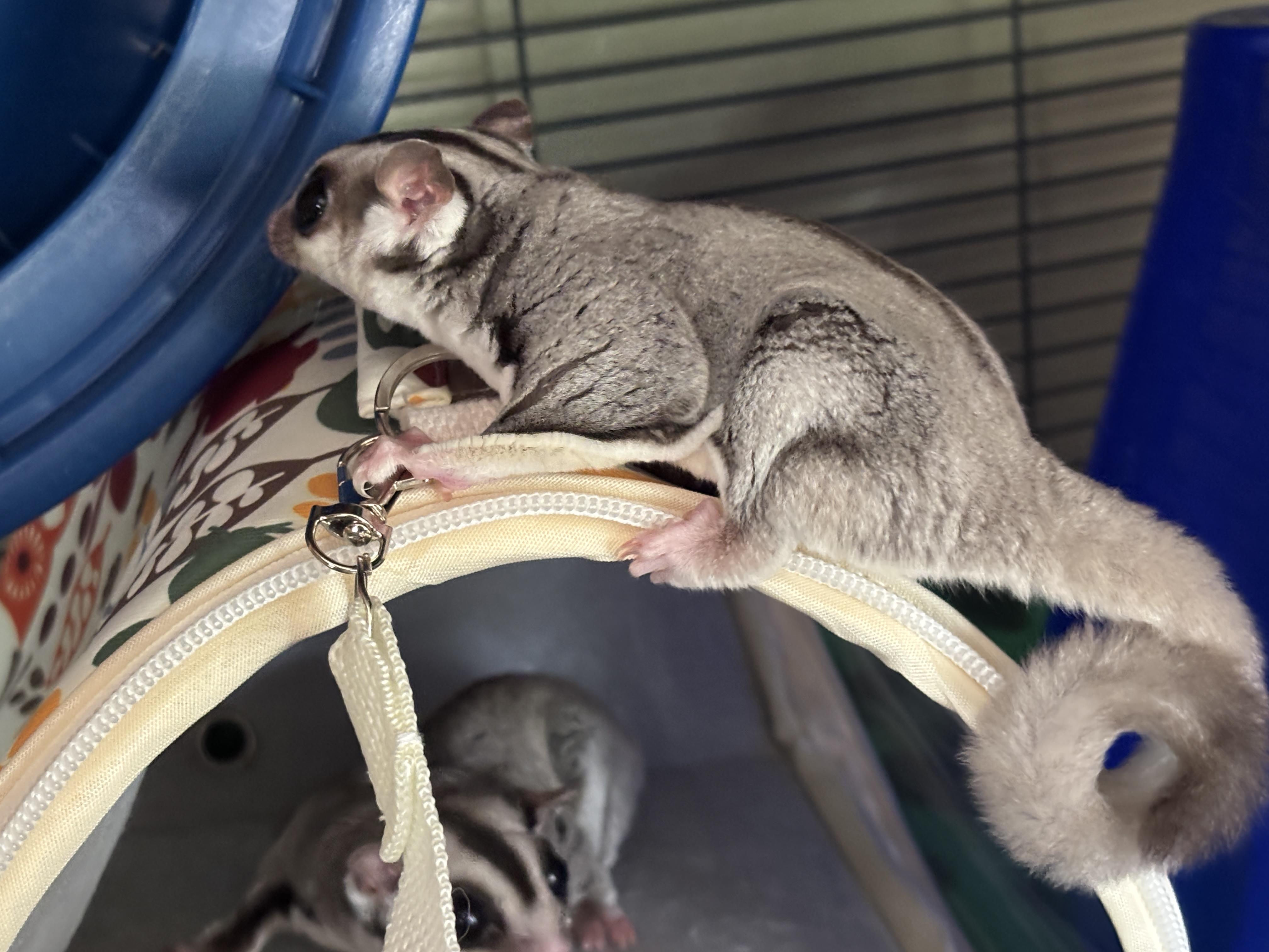 Enlarge Scoobert Doobert Doo lll, an adoptable Sugar Glider in Saint Paul, MN image 6/6