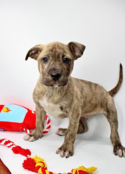 Chimichanga — thumbnail 2