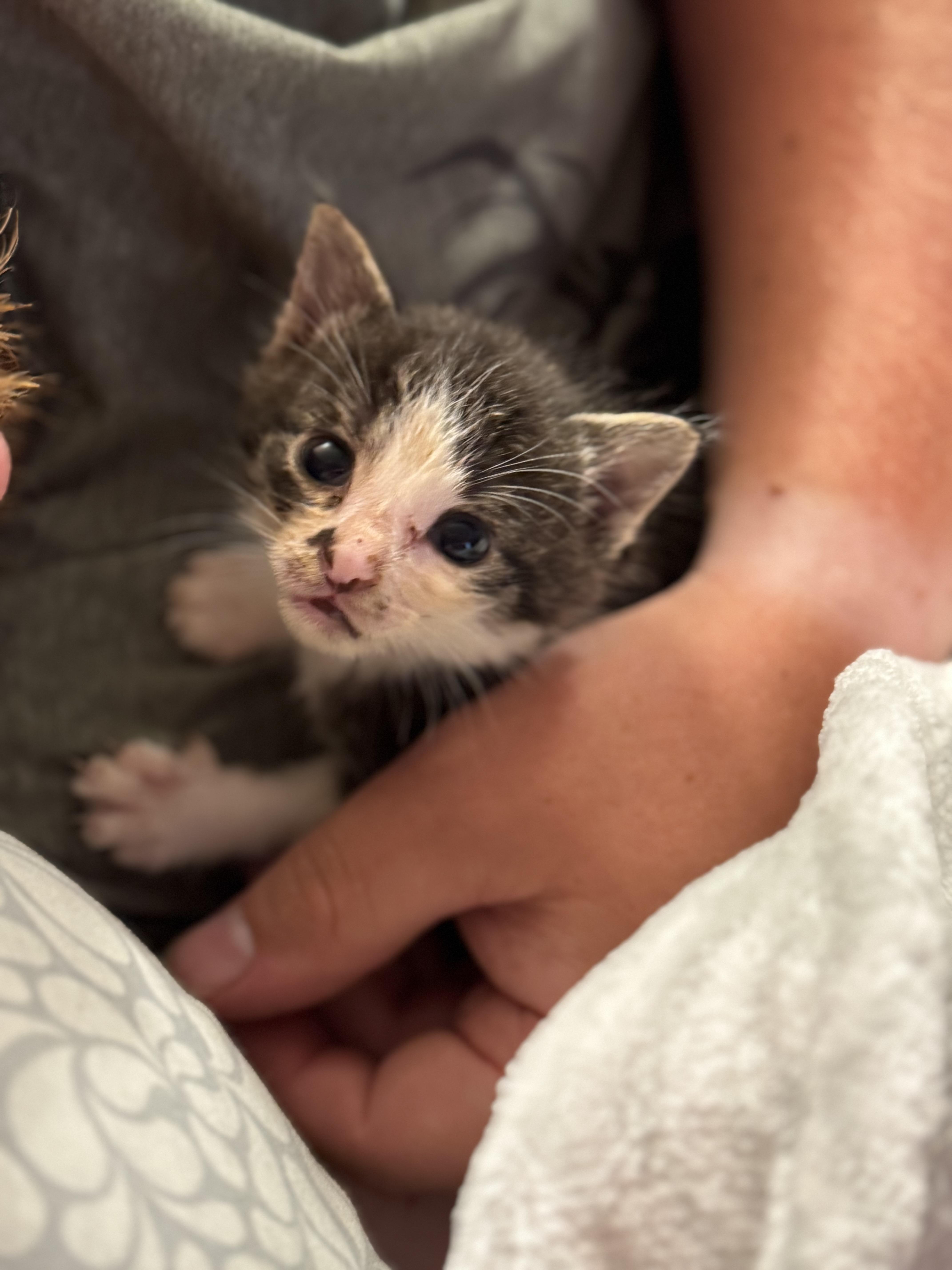 Kitty Perry, a Adoptable mixed breed in Steinbach, MB image 1/6