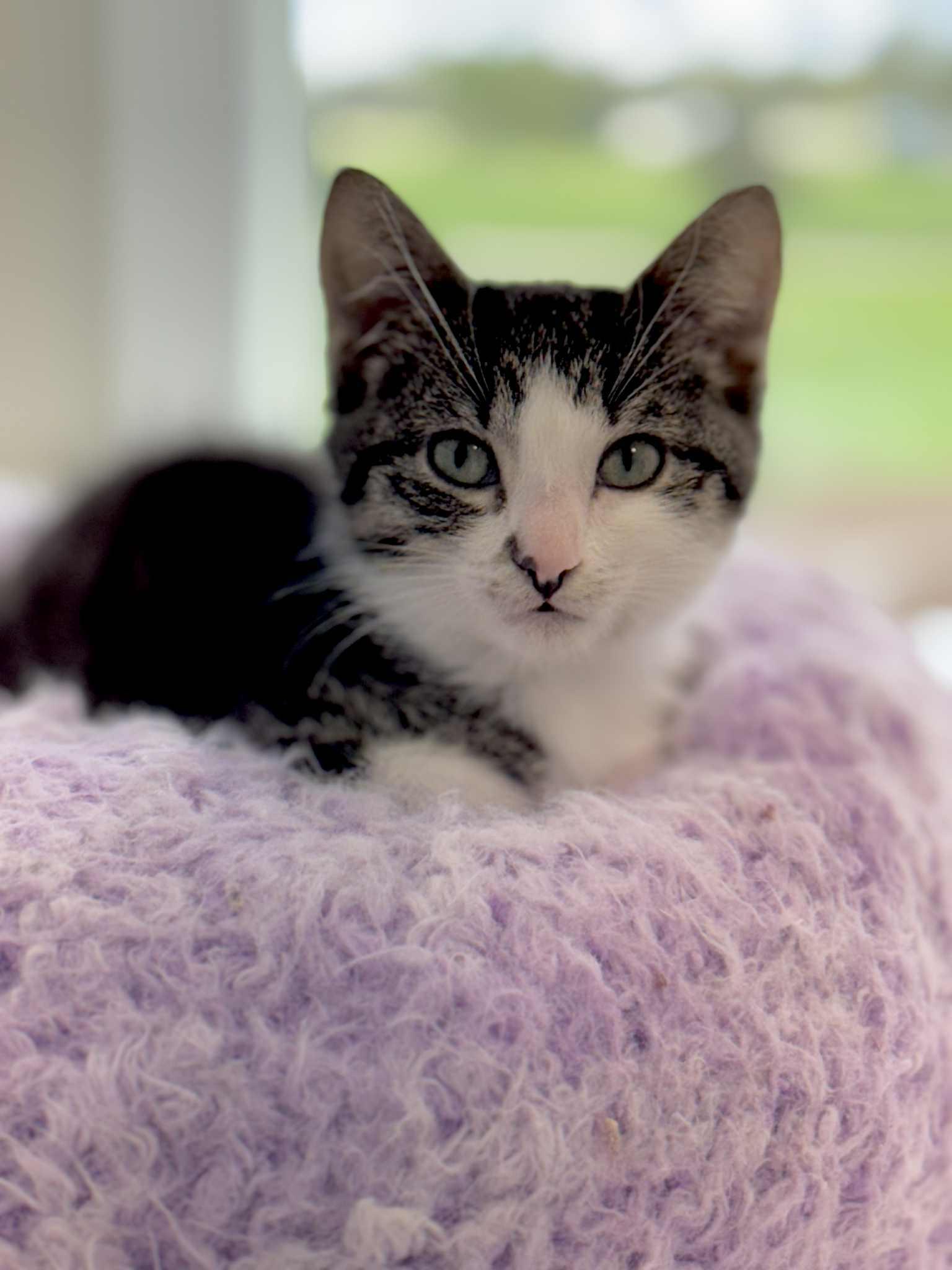 Kitty Perry, a Adoptable mixed breed in Steinbach, MB image 2/6