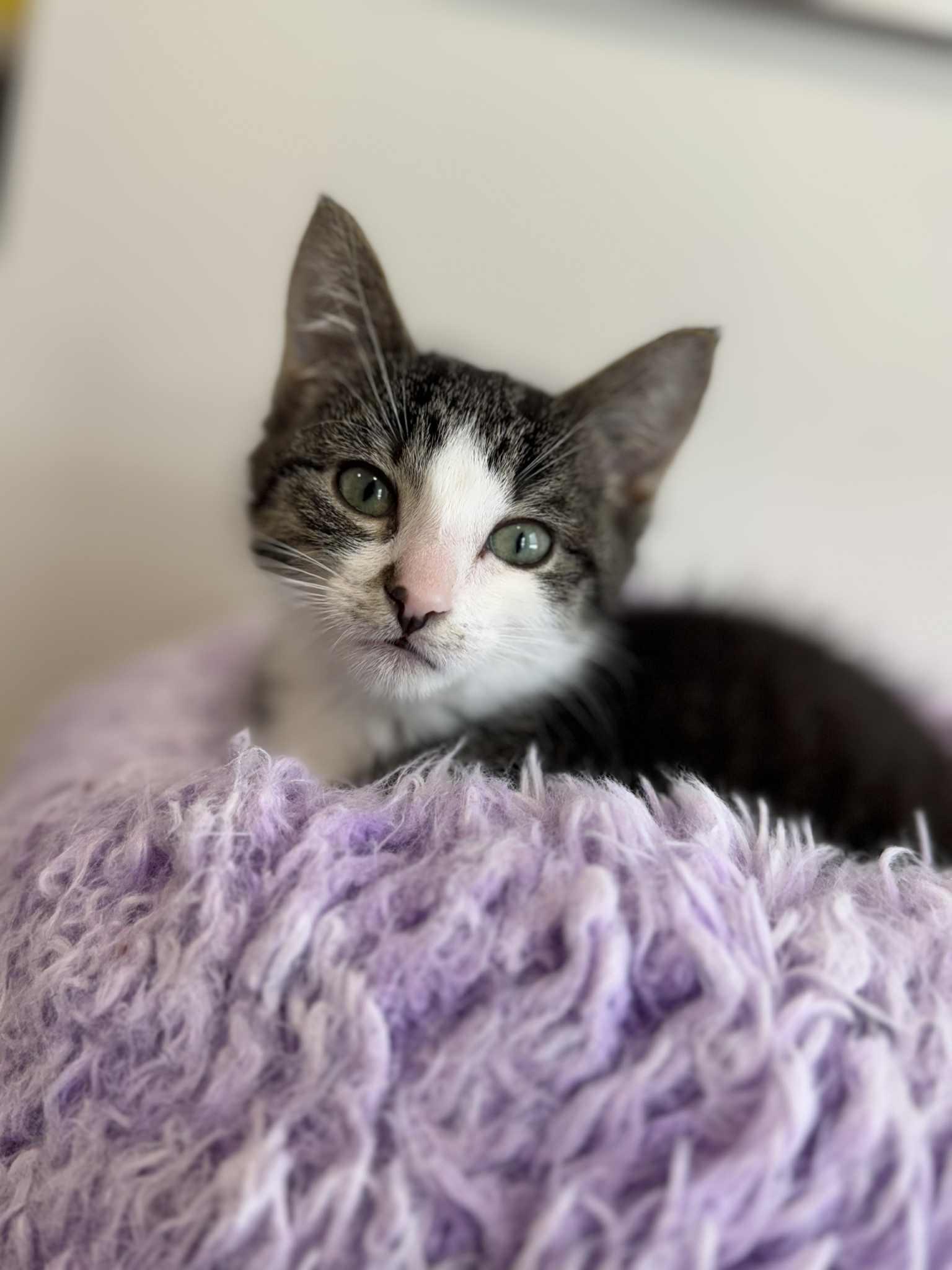 Kitty Perry, Adoptable, Young Female Domestic Short Hair.