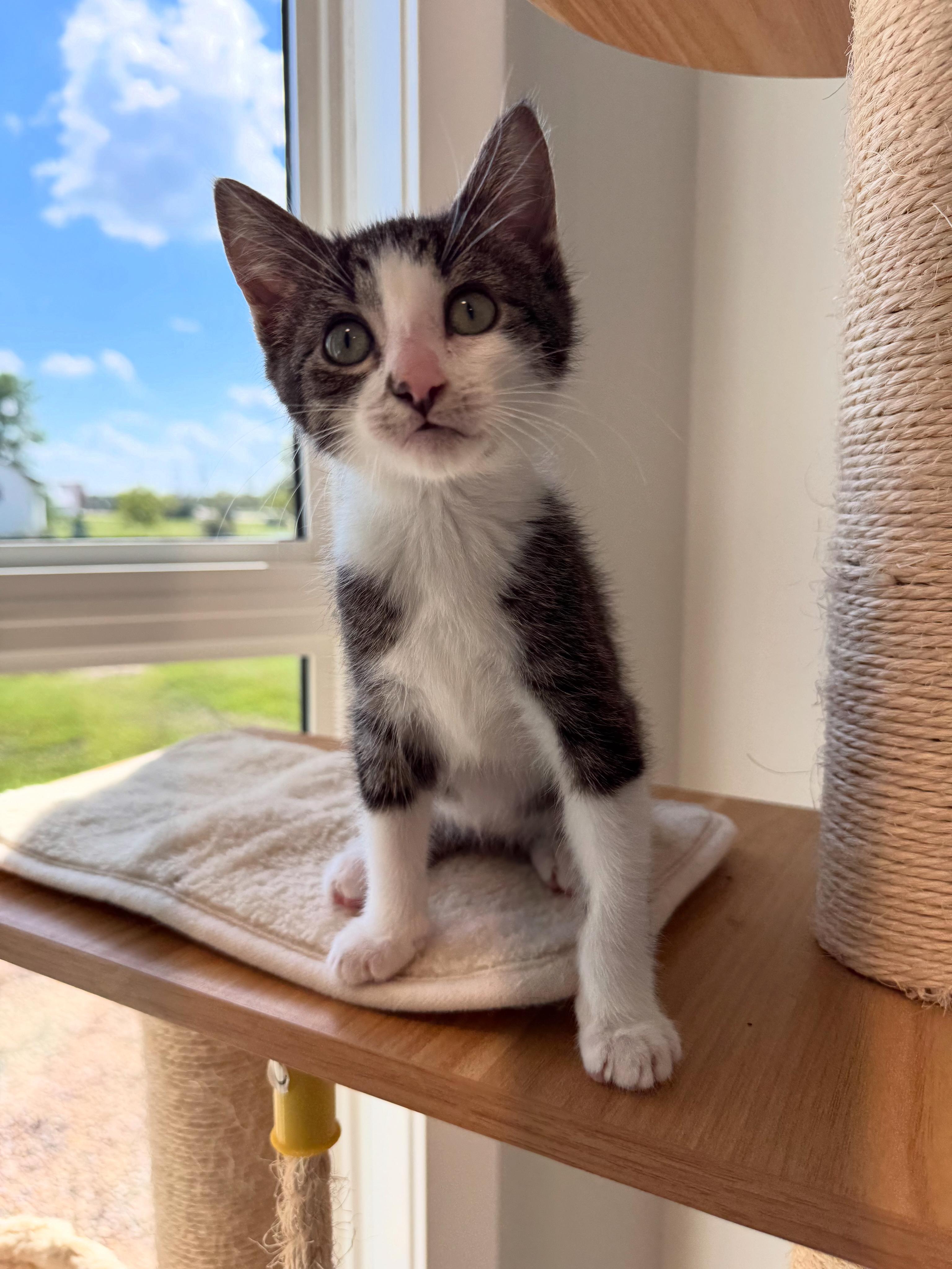 Kitty Perry, a Adoptable mixed breed in Steinbach, MB image 4/6
