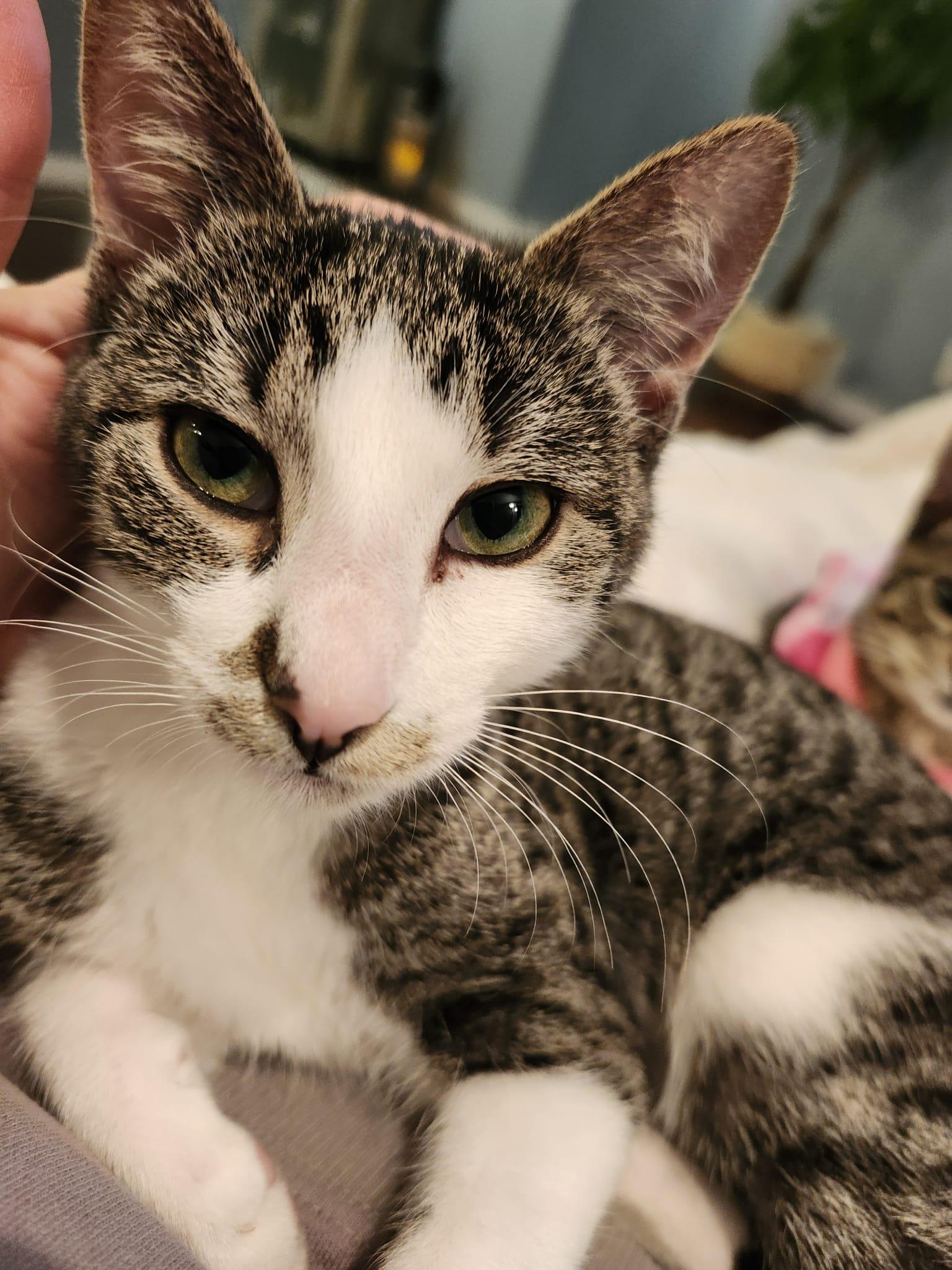 Kitty Perry, Adoptable, Young Female Domestic Short Hair.