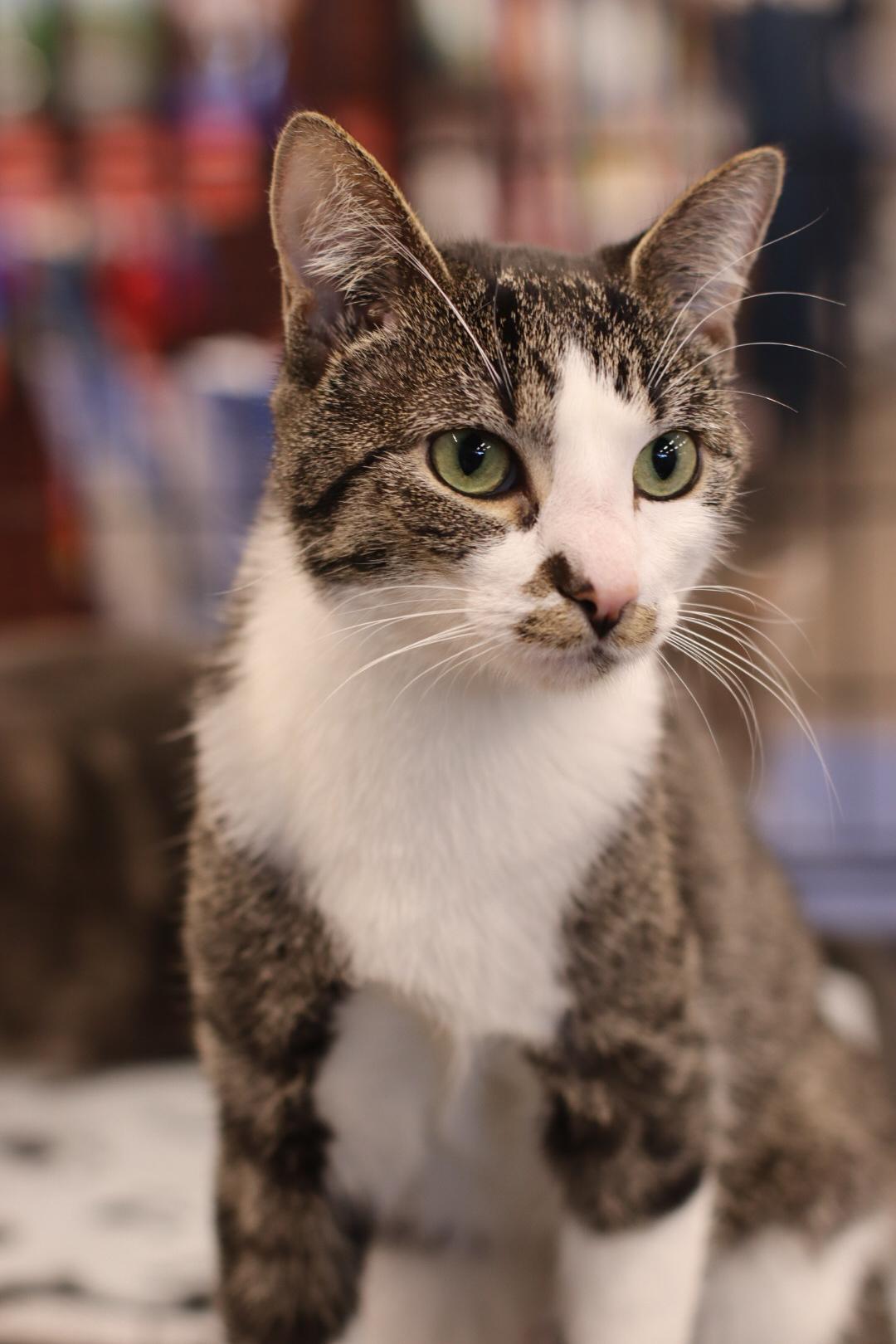 Kitty Perry, a Adoptable mixed breed in Steinbach, MB image 3/6